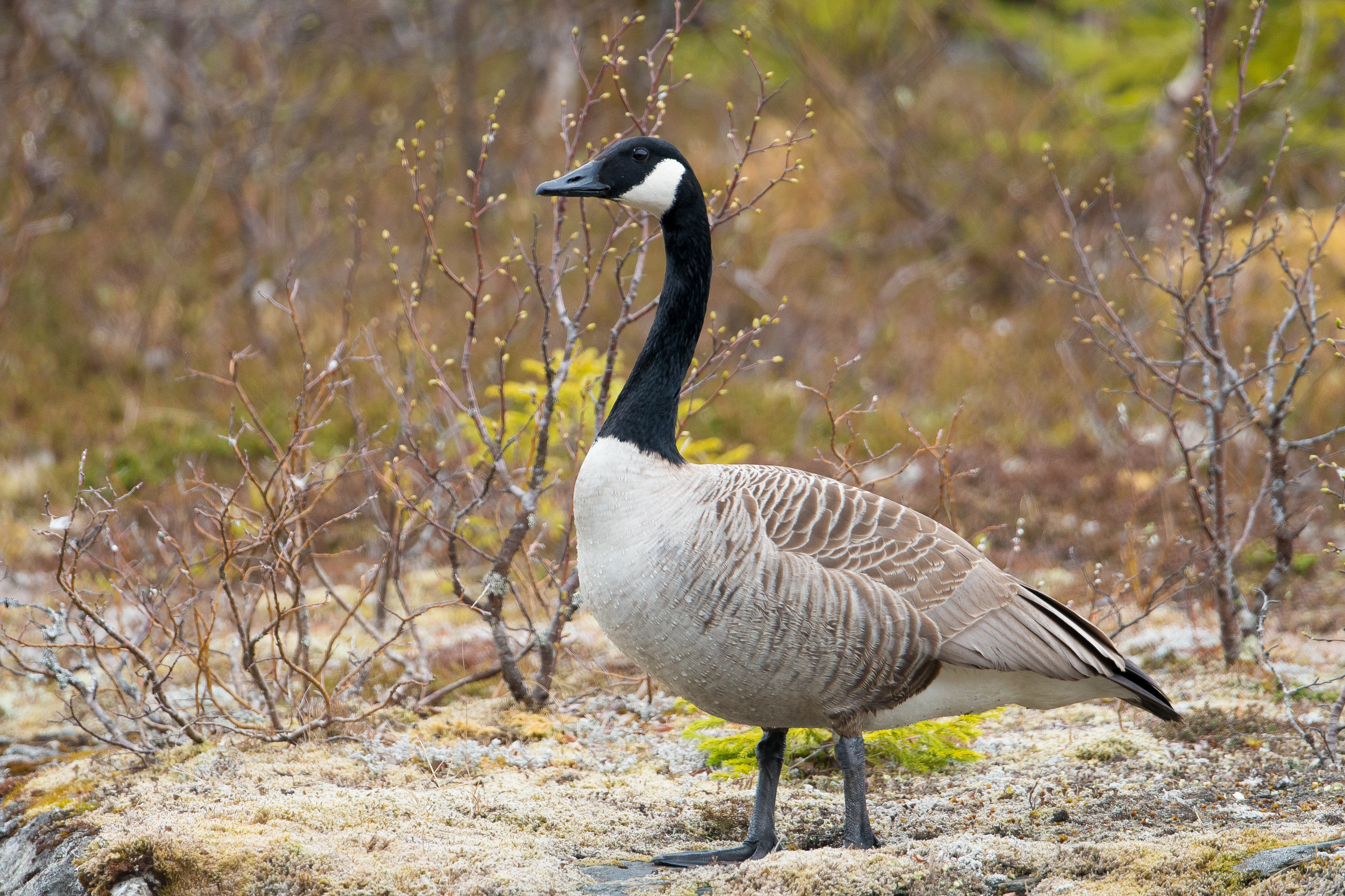 : Branta canadensis.