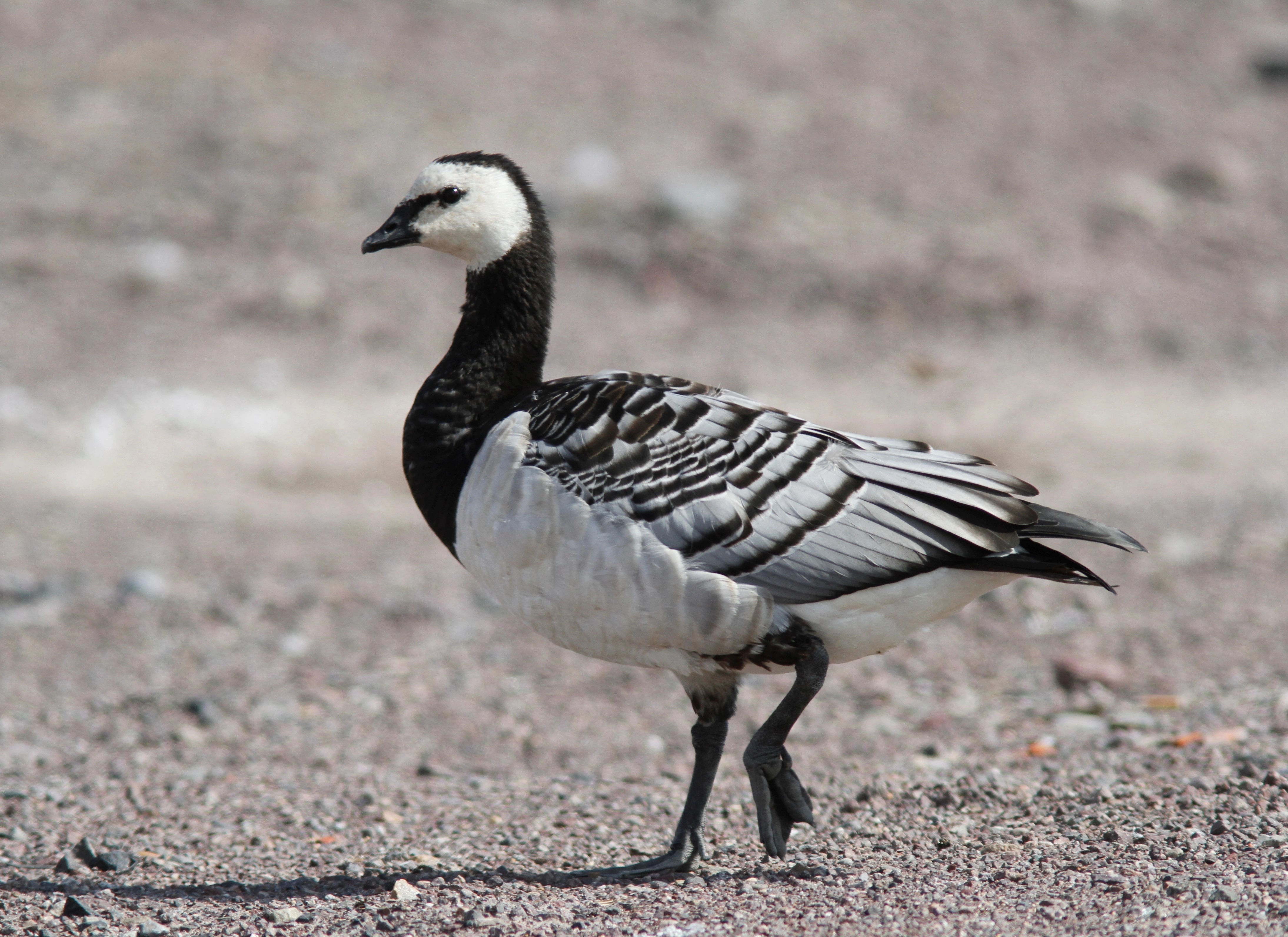 : Branta leucopsis.