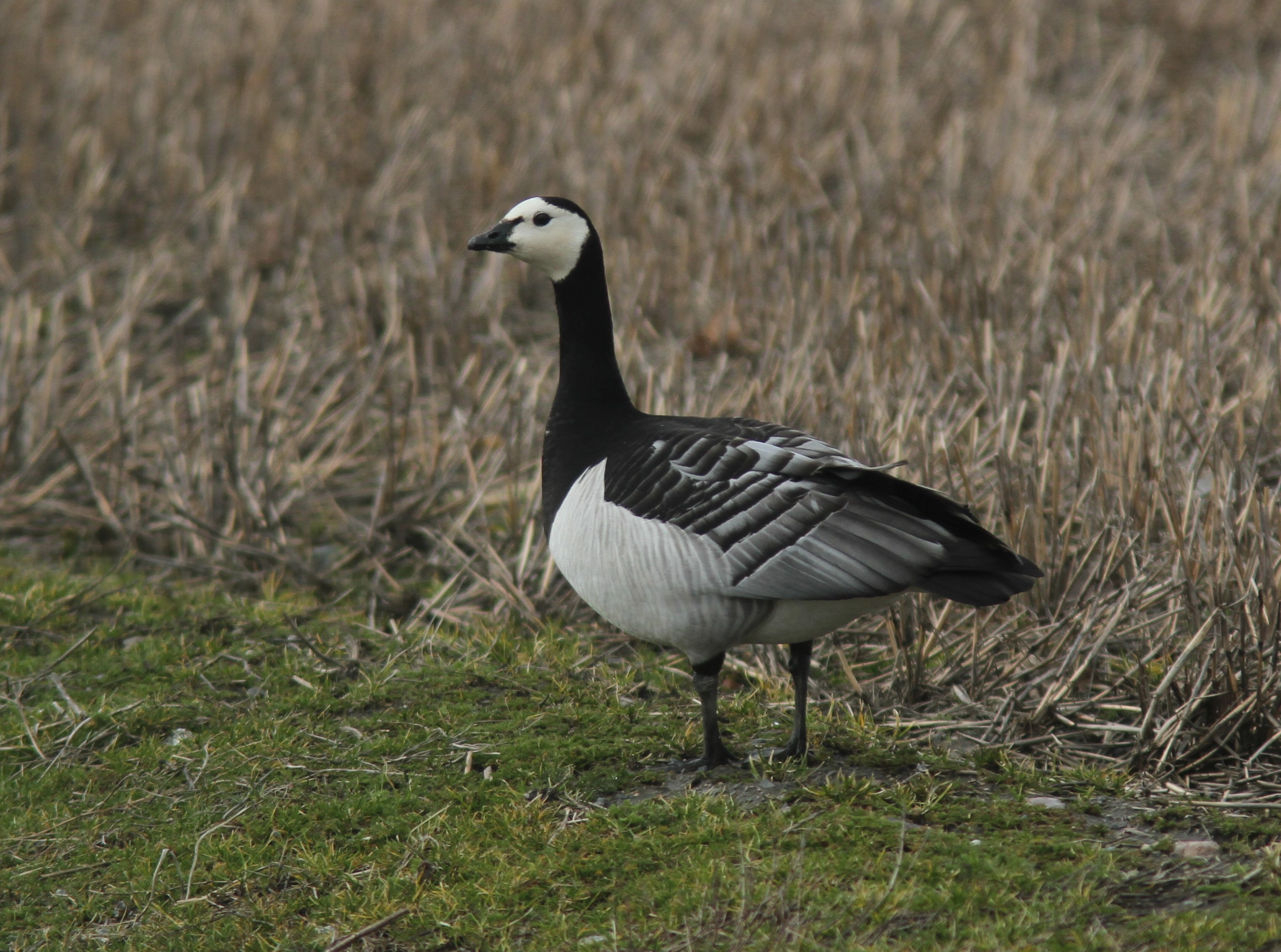 : Branta leucopsis.