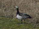 : Branta leucopsis.