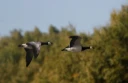 : Branta leucopsis.