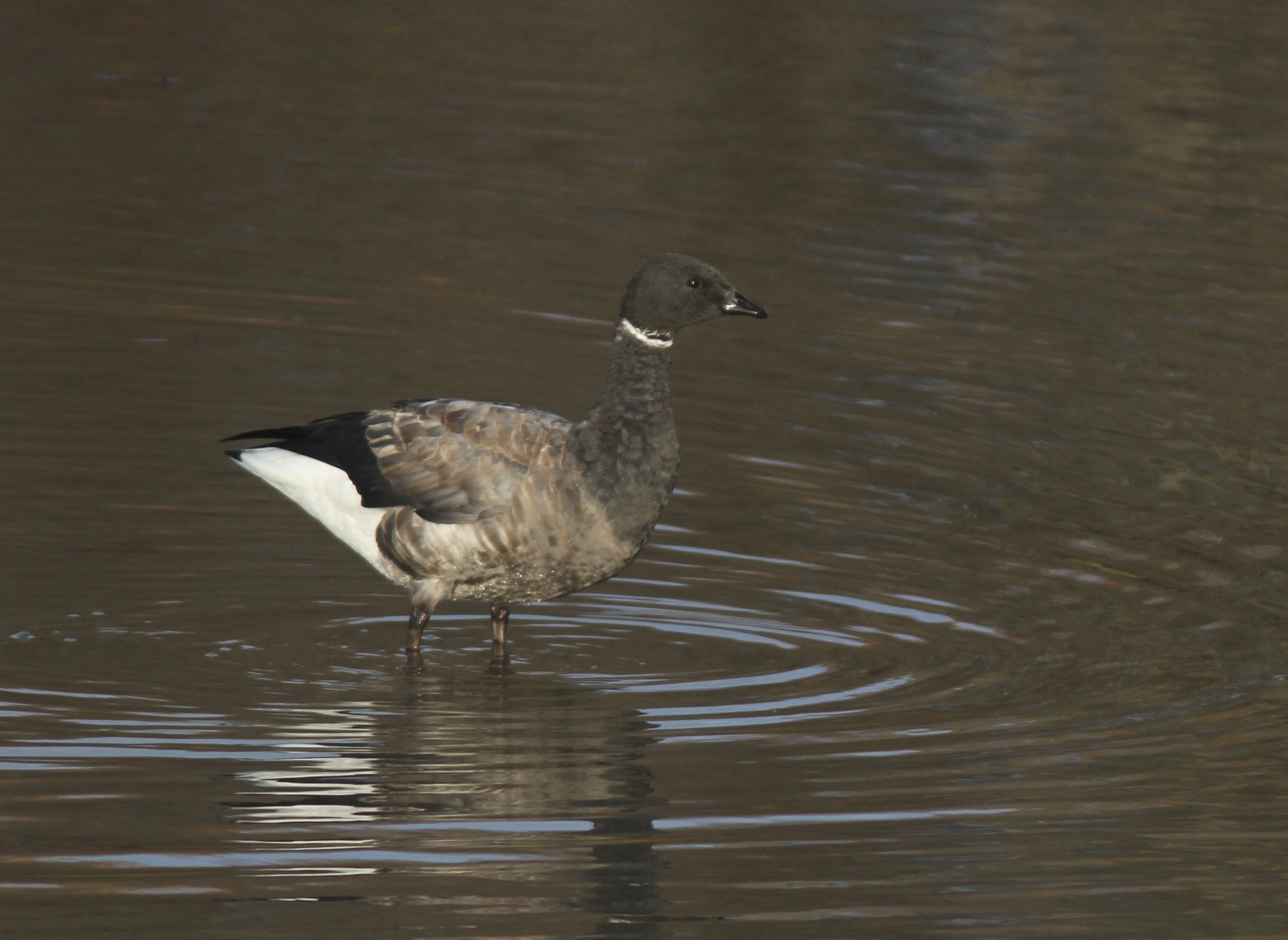 : Branta bernicla.