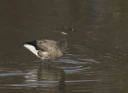 : Branta bernicla.