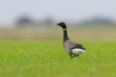 : Branta bernicla.