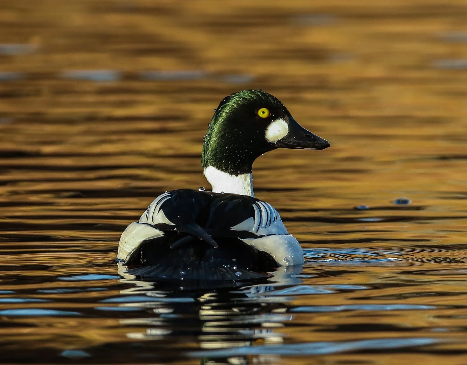 : Bucephala clangula.