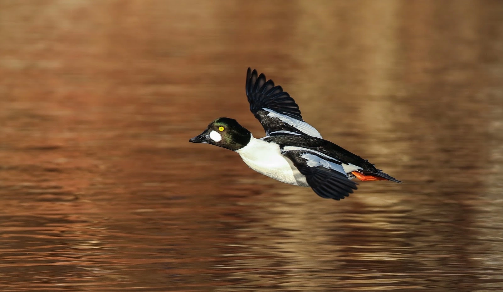 : Bucephala clangula.