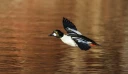 : Bucephala clangula.
