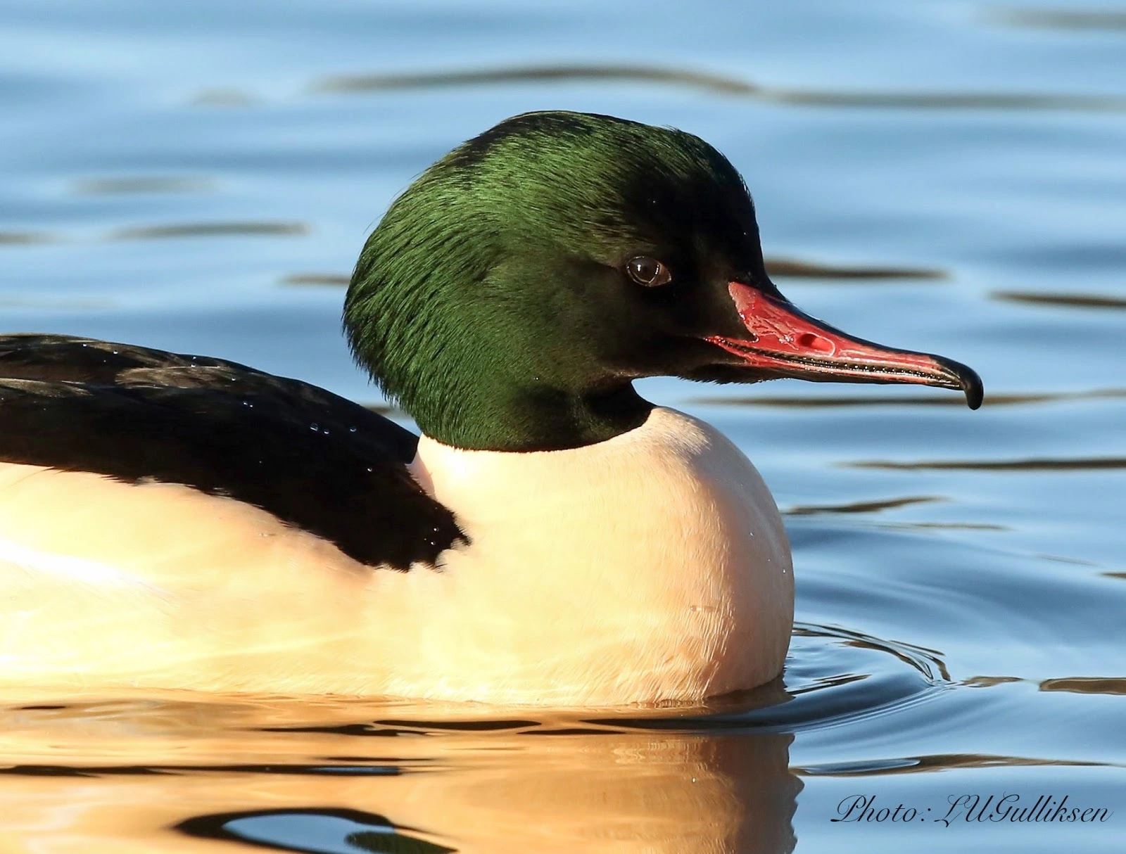 : Mergus merganser.