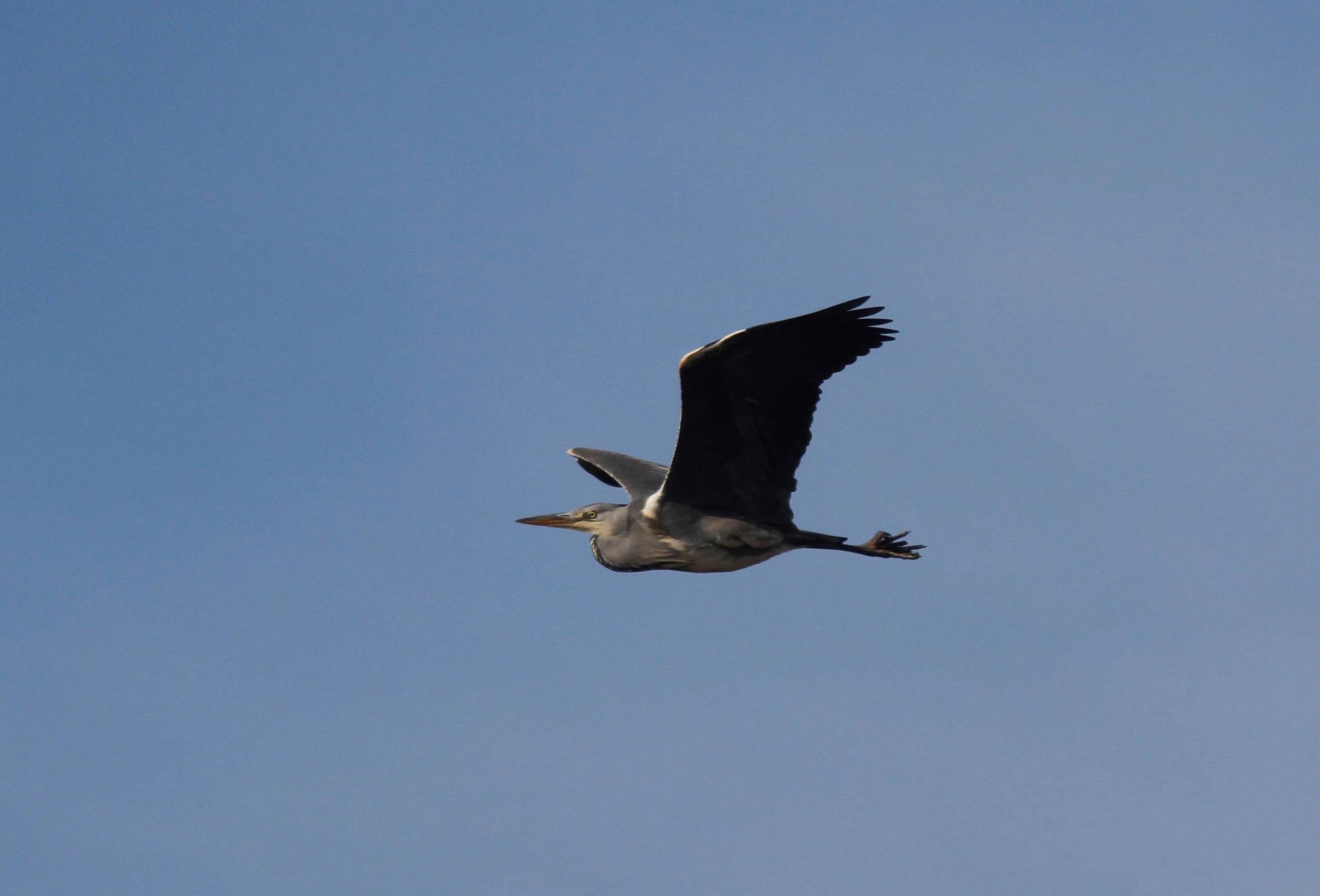 : Ardea cinerea.