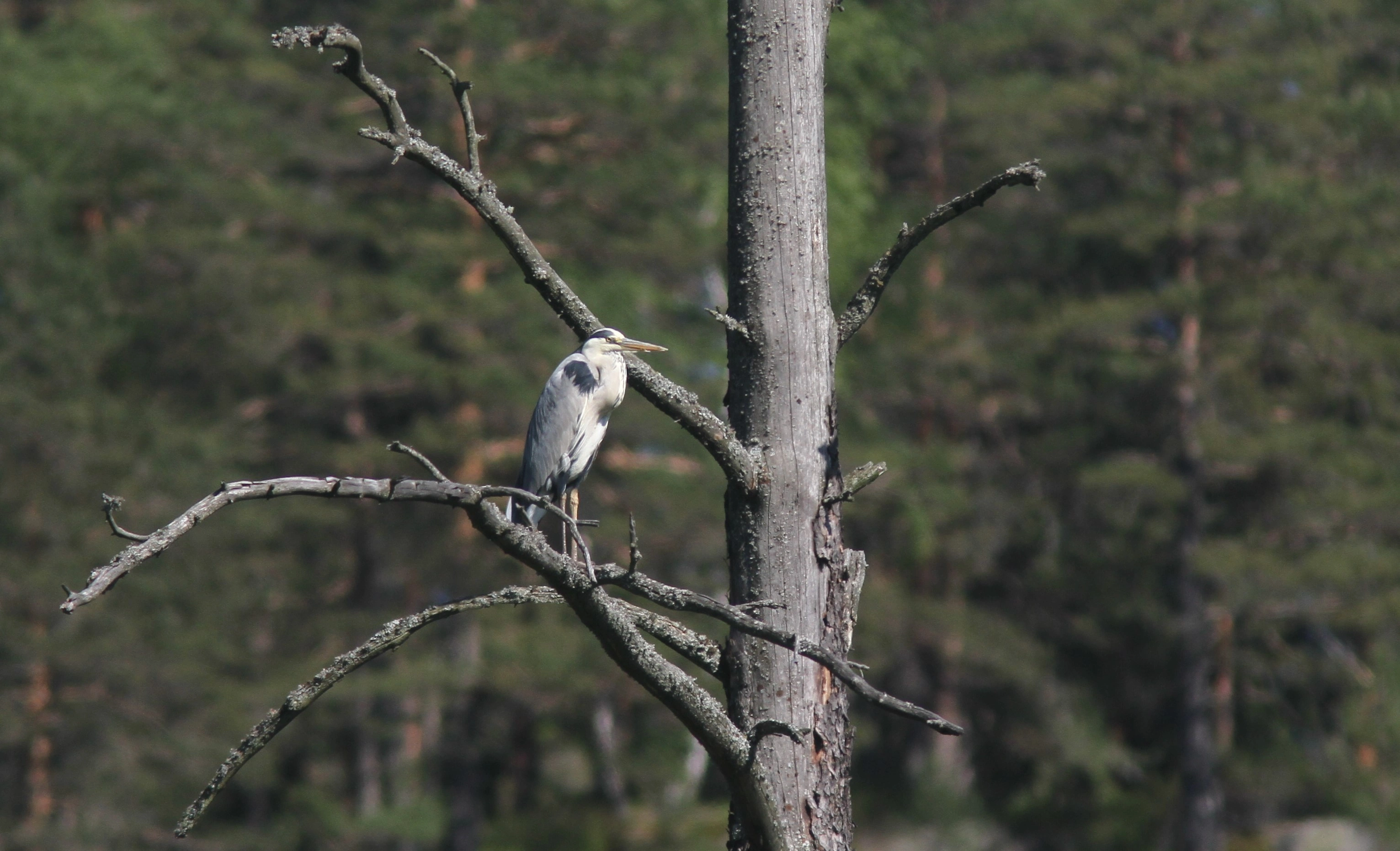 : Ardea cinerea.