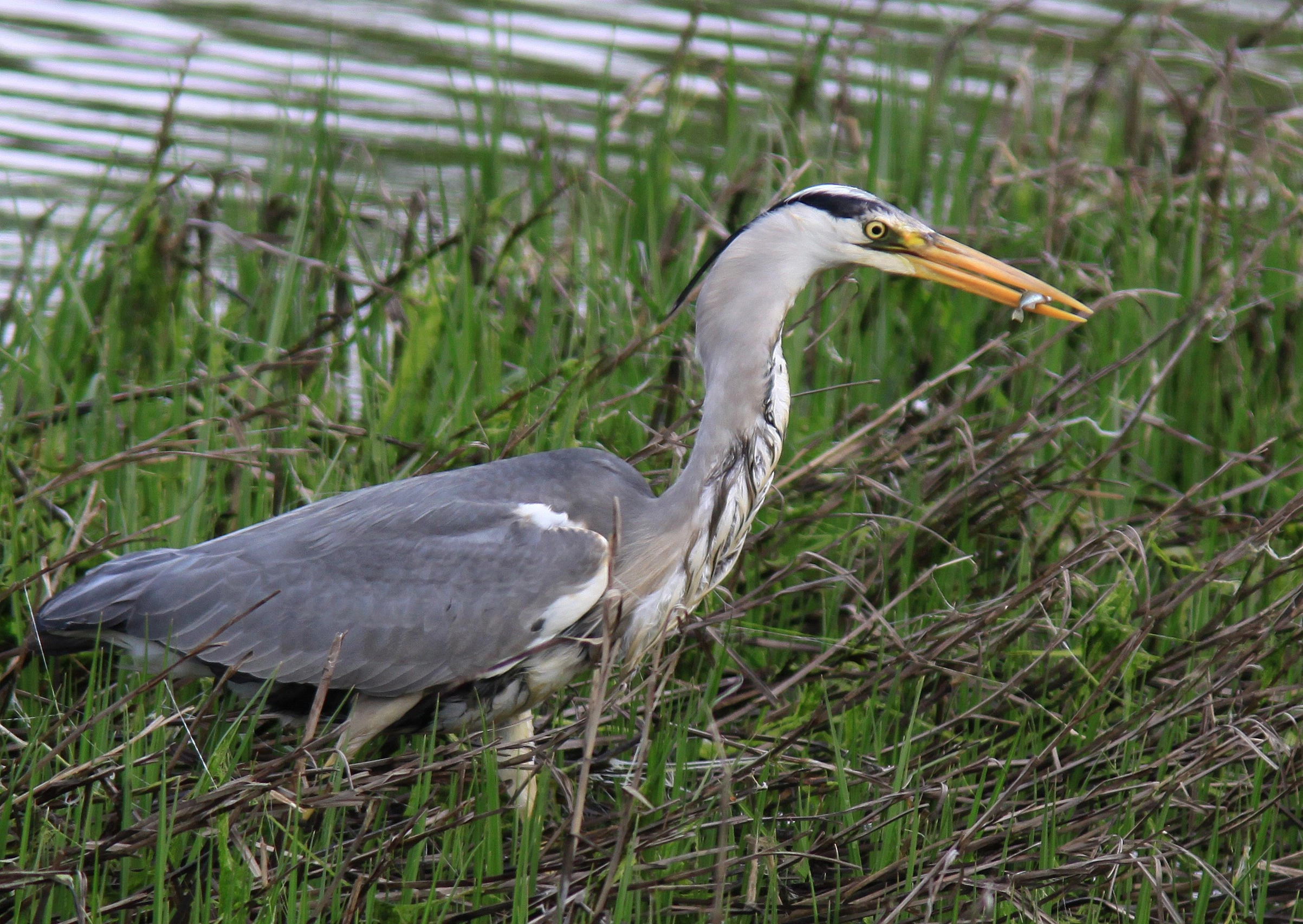 : Ardea cinerea.