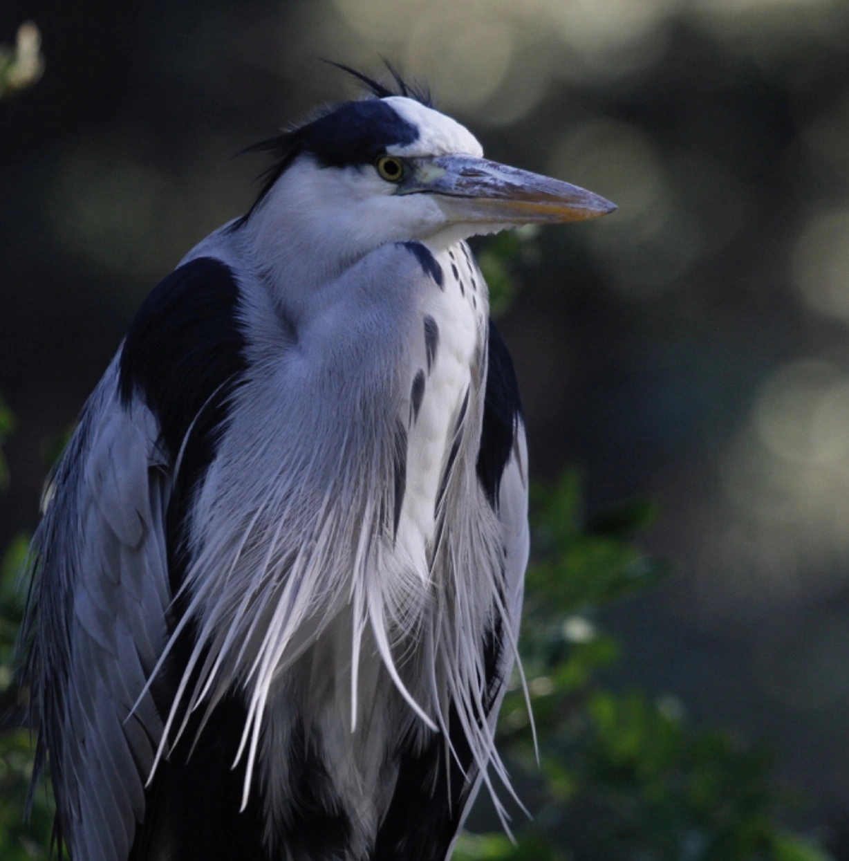 : Ardea cinerea.