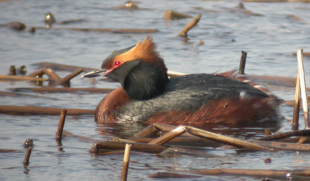 : Podiceps auritus.