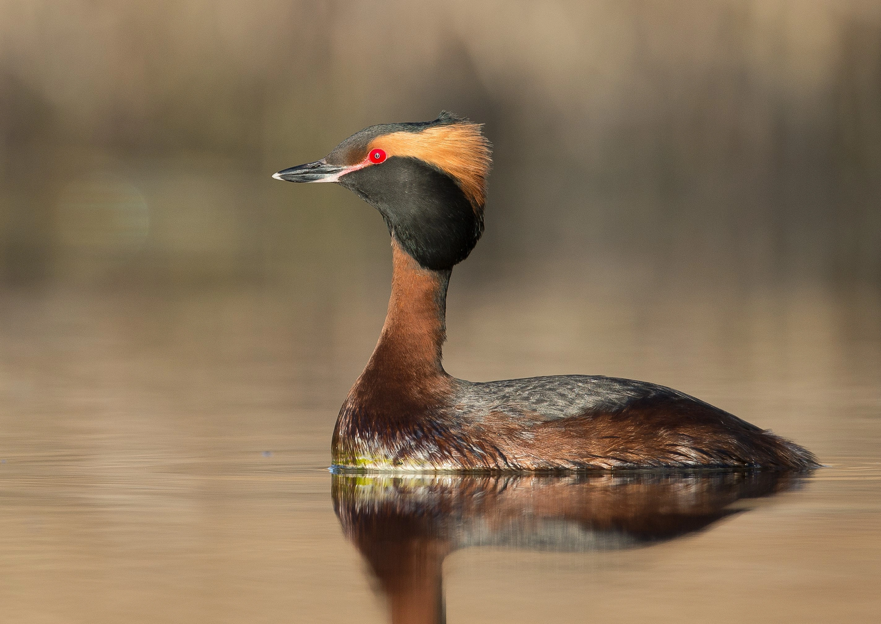 : Podiceps auritus.