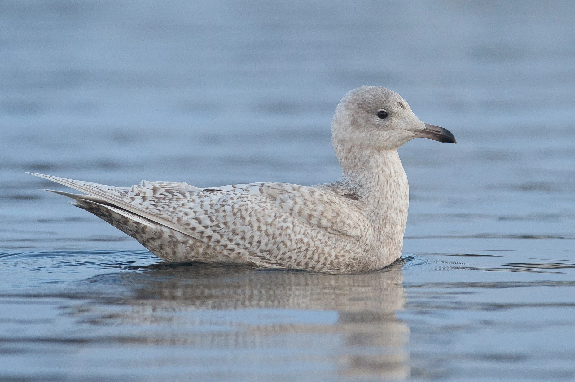 : Larus glaucoides.