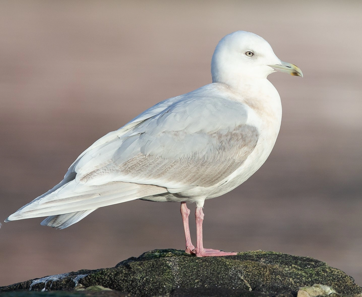 : Larus glaucoides.