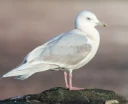 : Larus glaucoides.