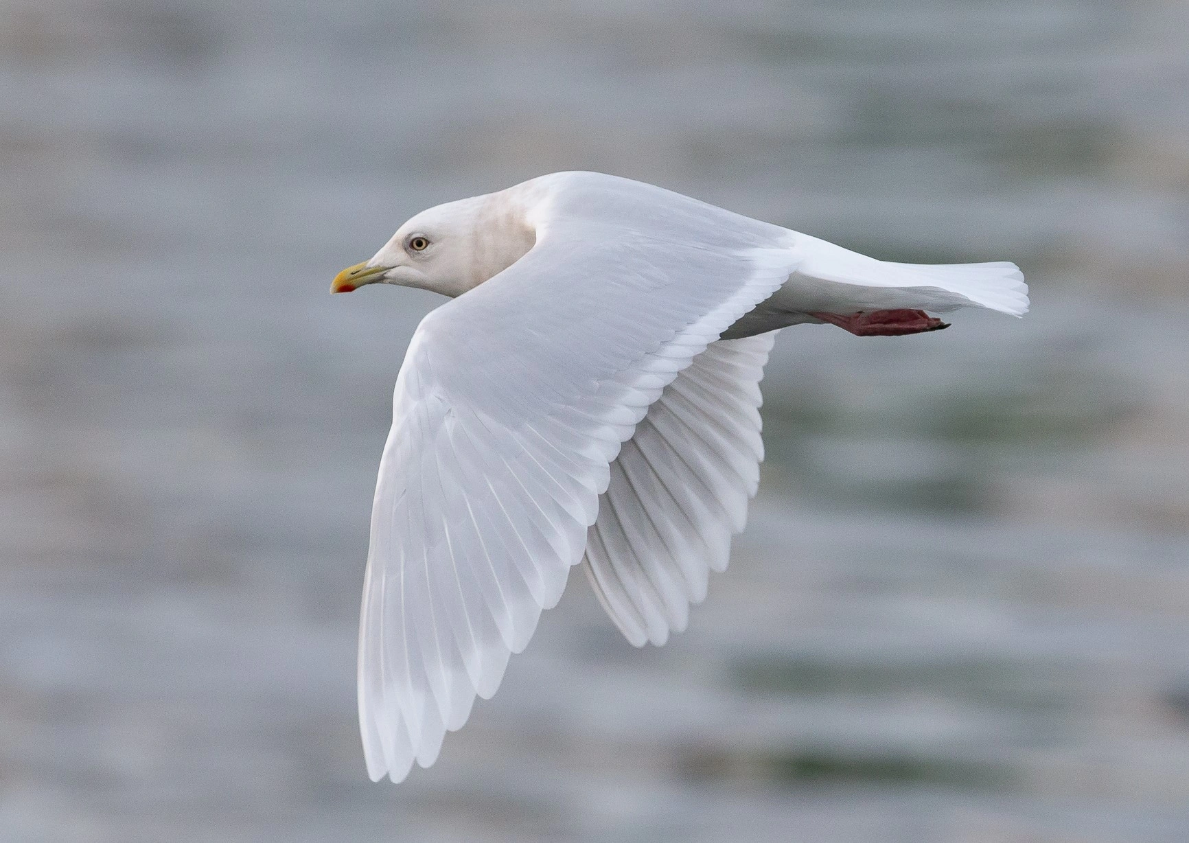 : Larus glaucoides.