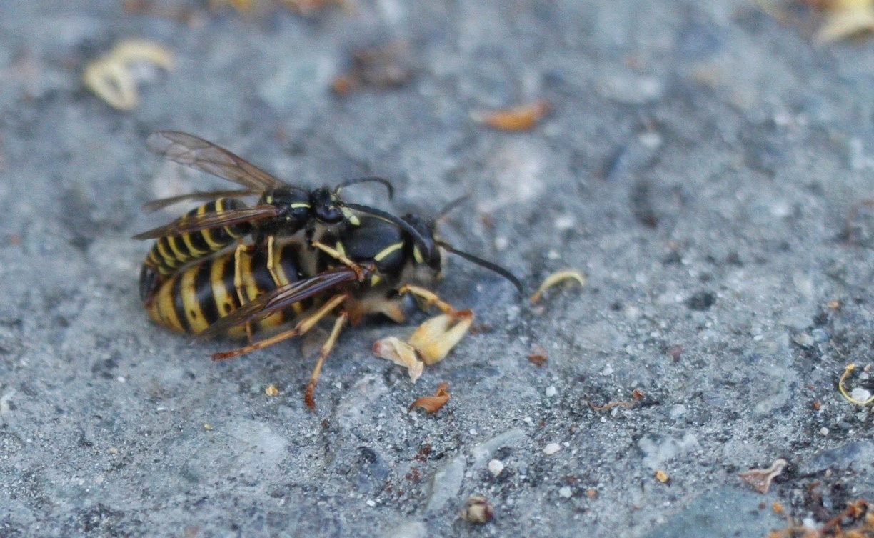 : Dolichovespula saxonica.