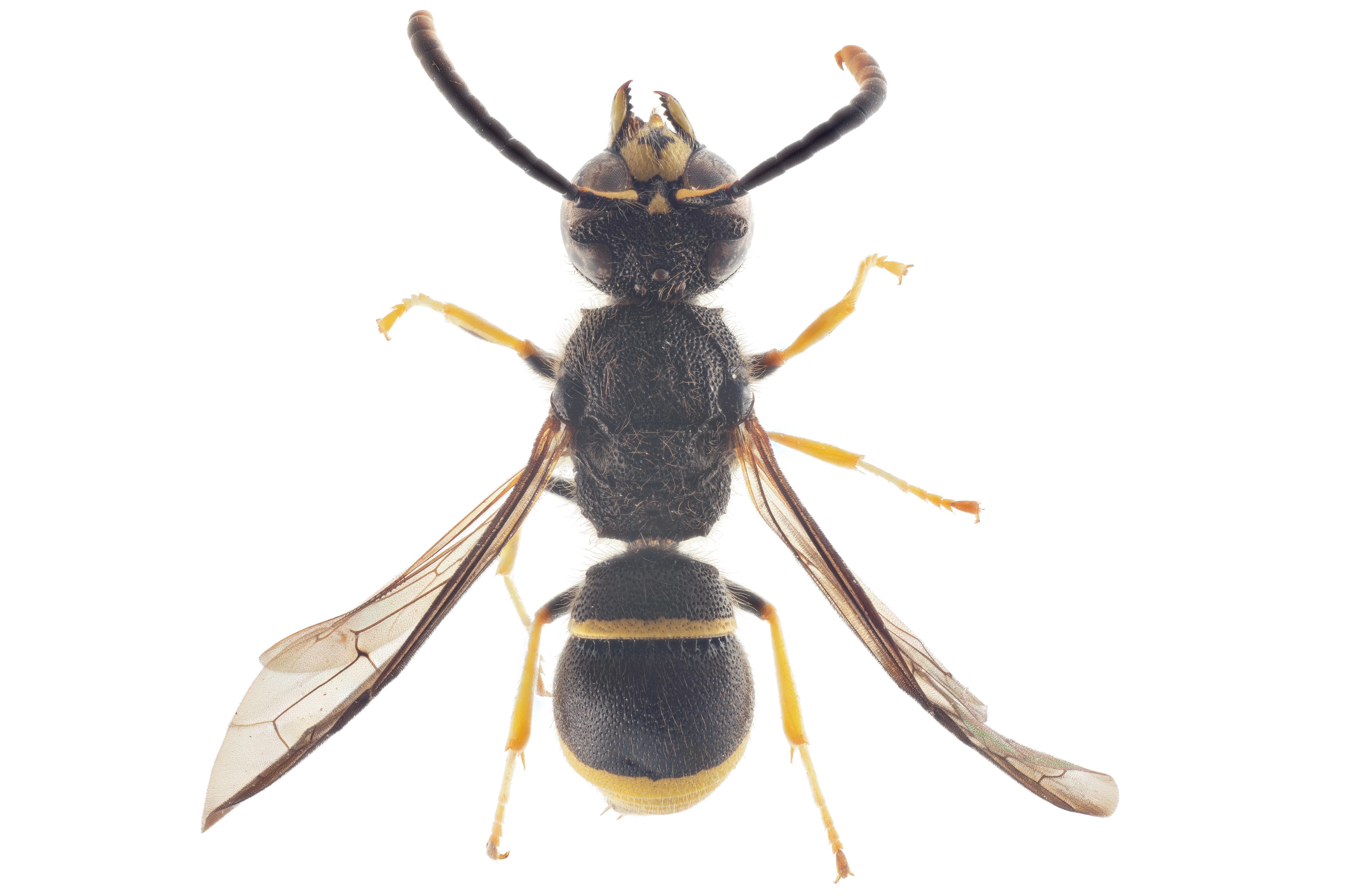 : Ancistrocerus nigricornis.