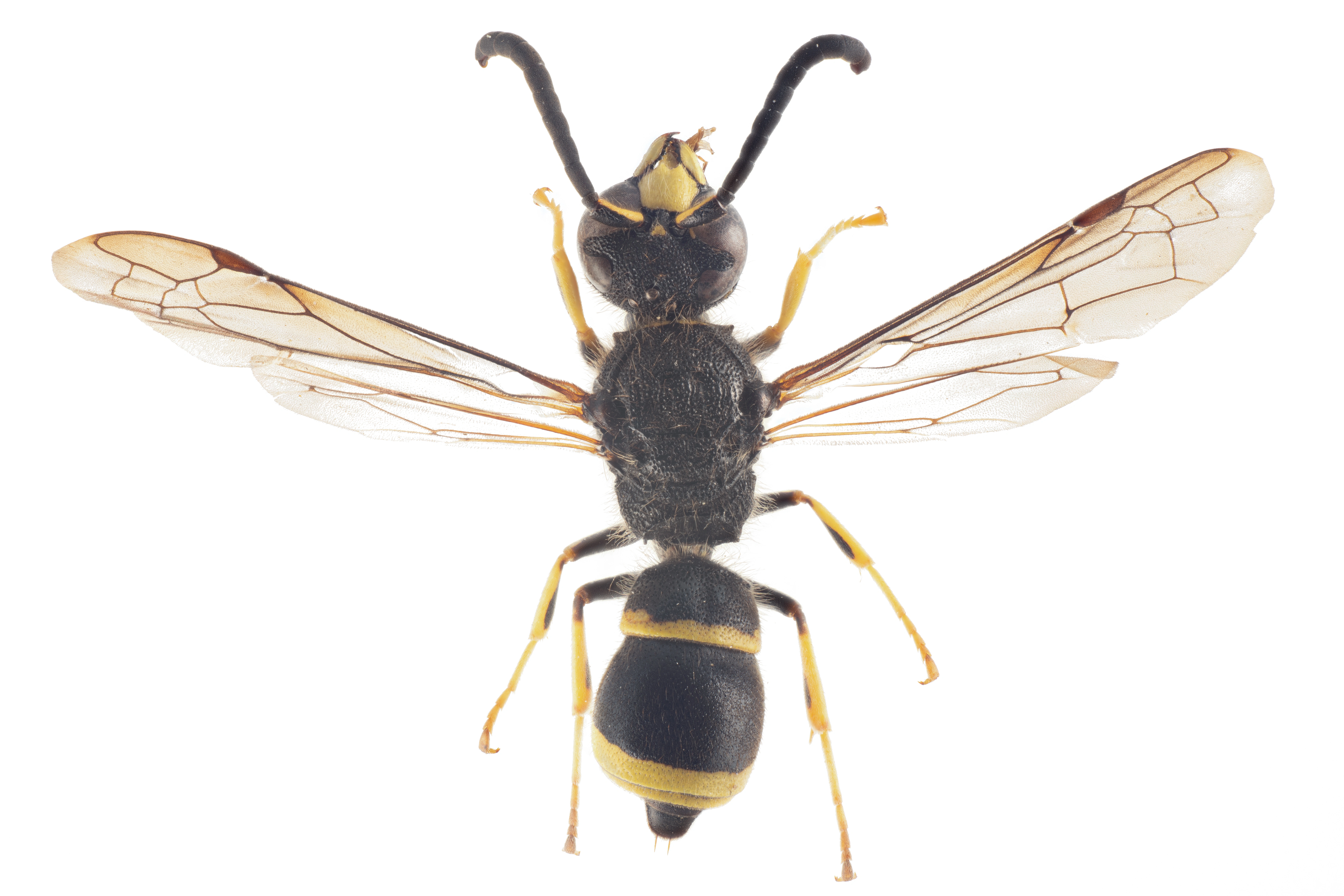 : Ancistrocerus trifasciatus.