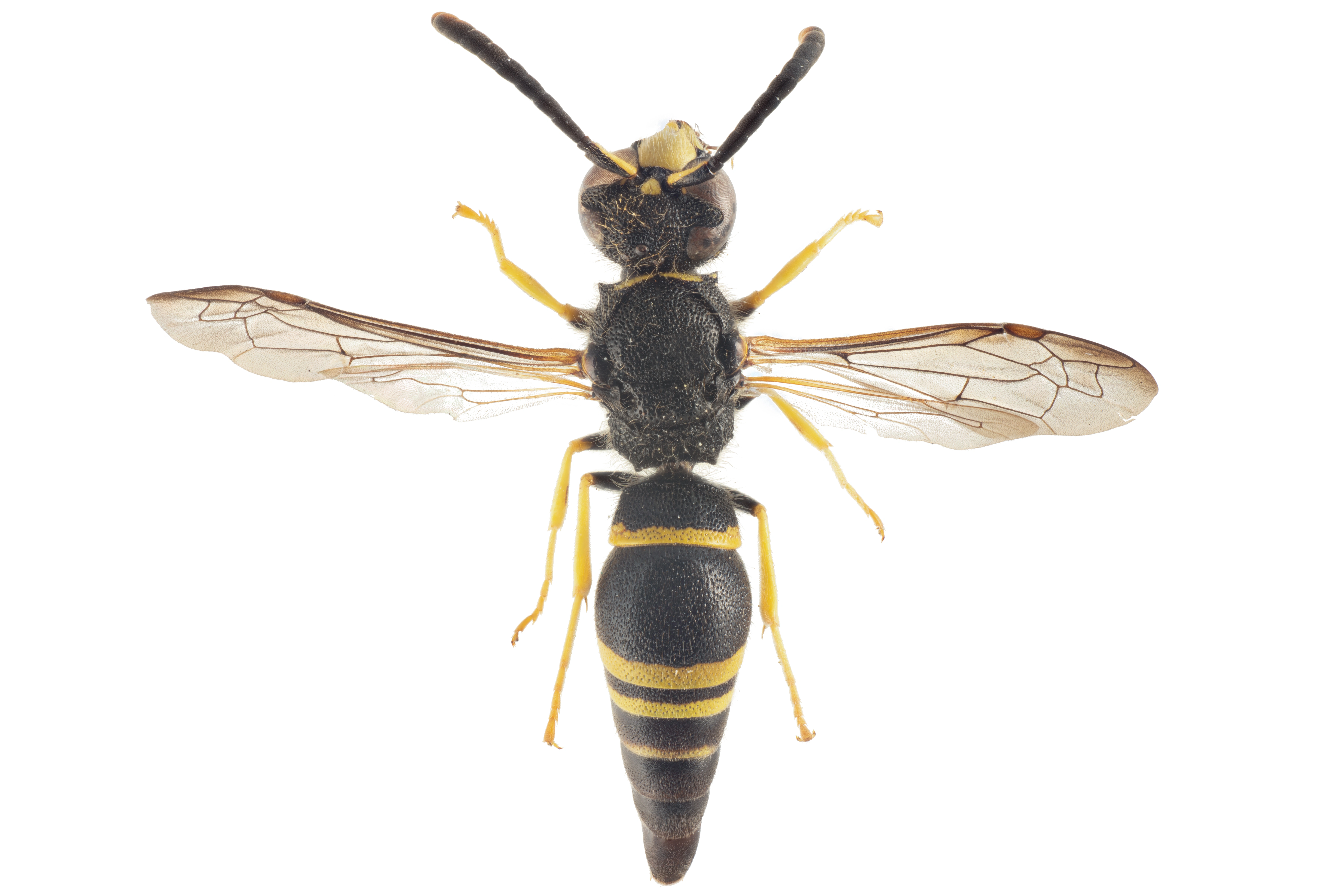 : Ancistrocerus gazella.