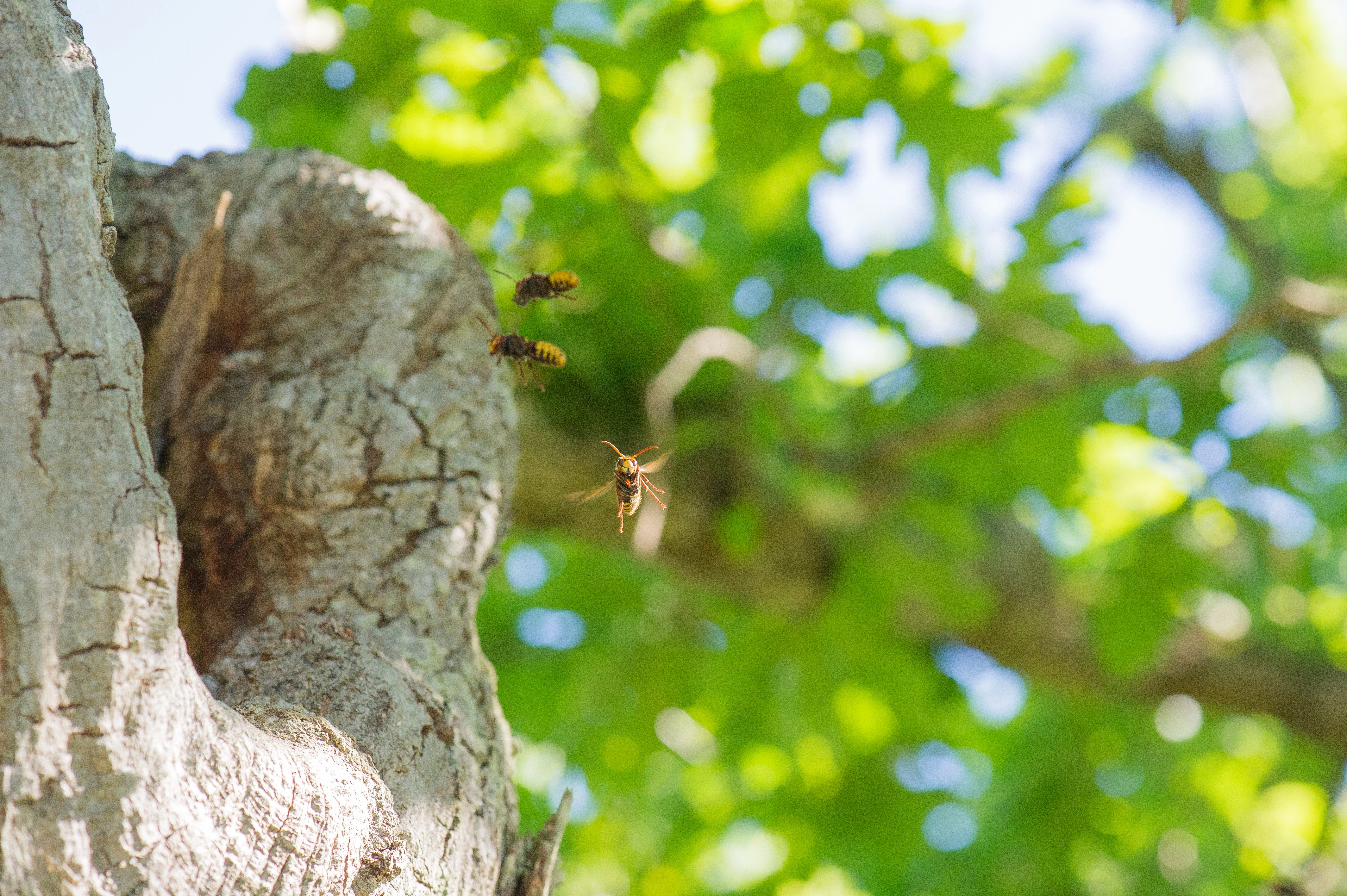 : Vespa crabro.