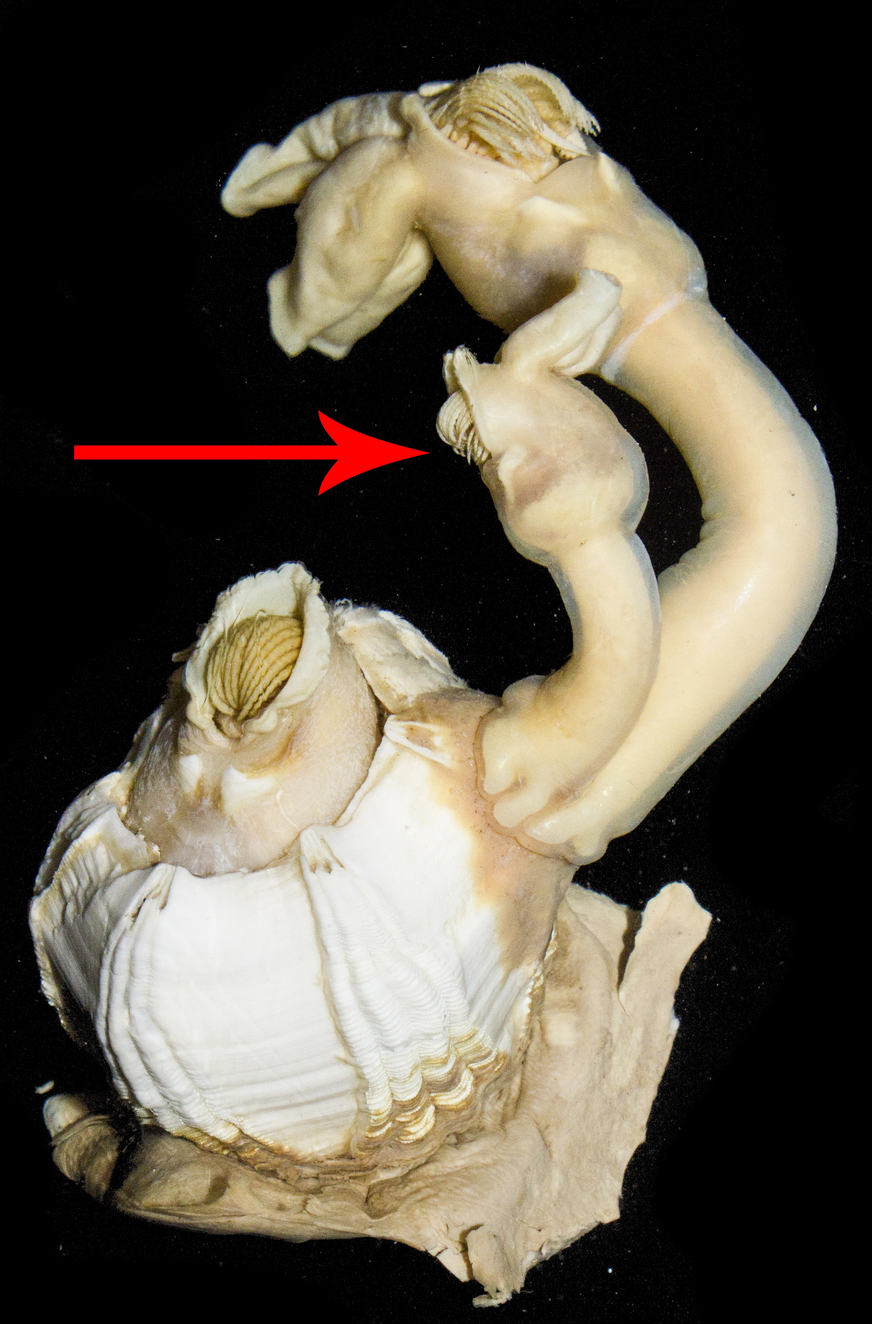 : Conchoderma auritum.