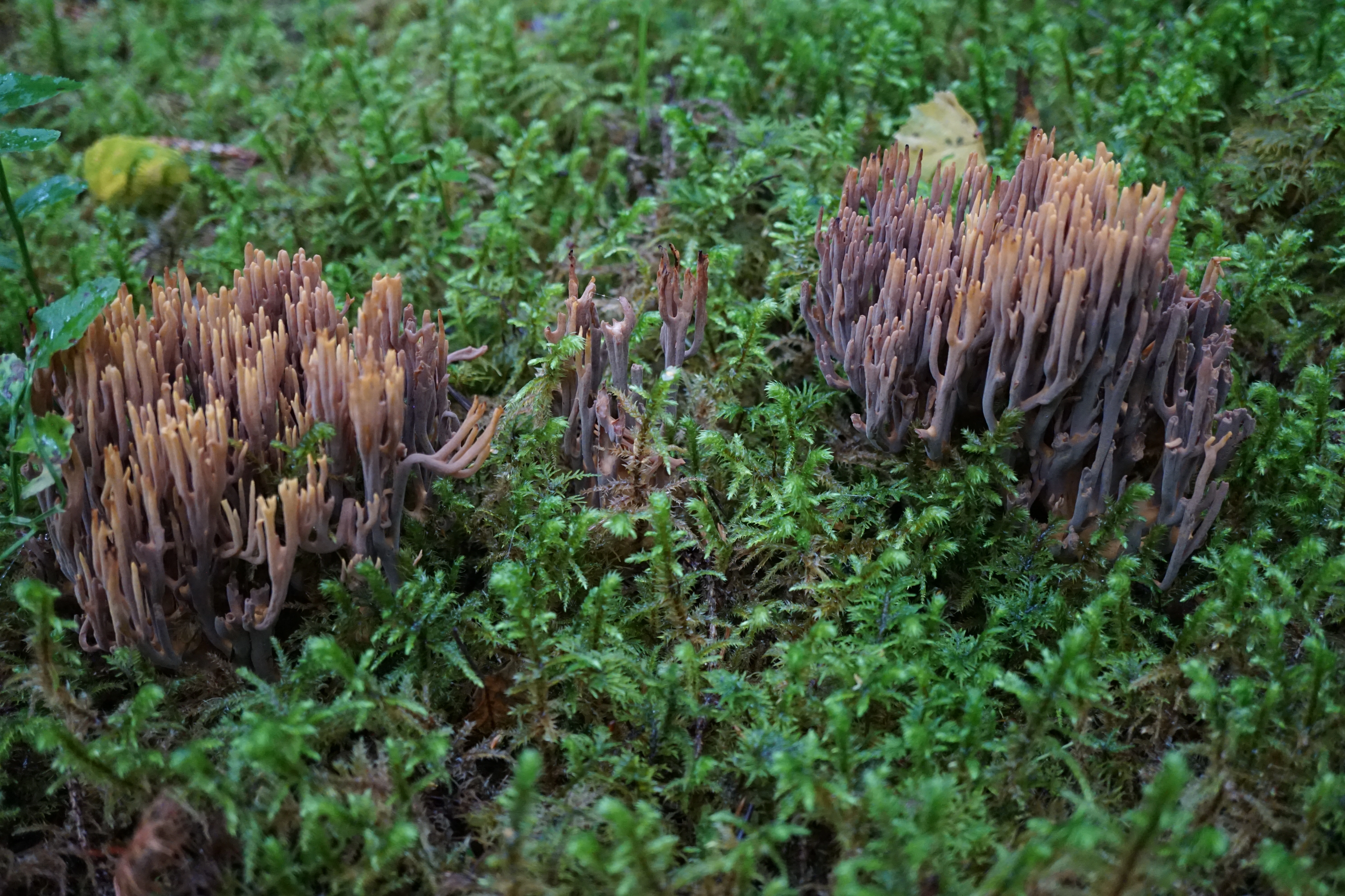 : Ramaria testaceoflava.