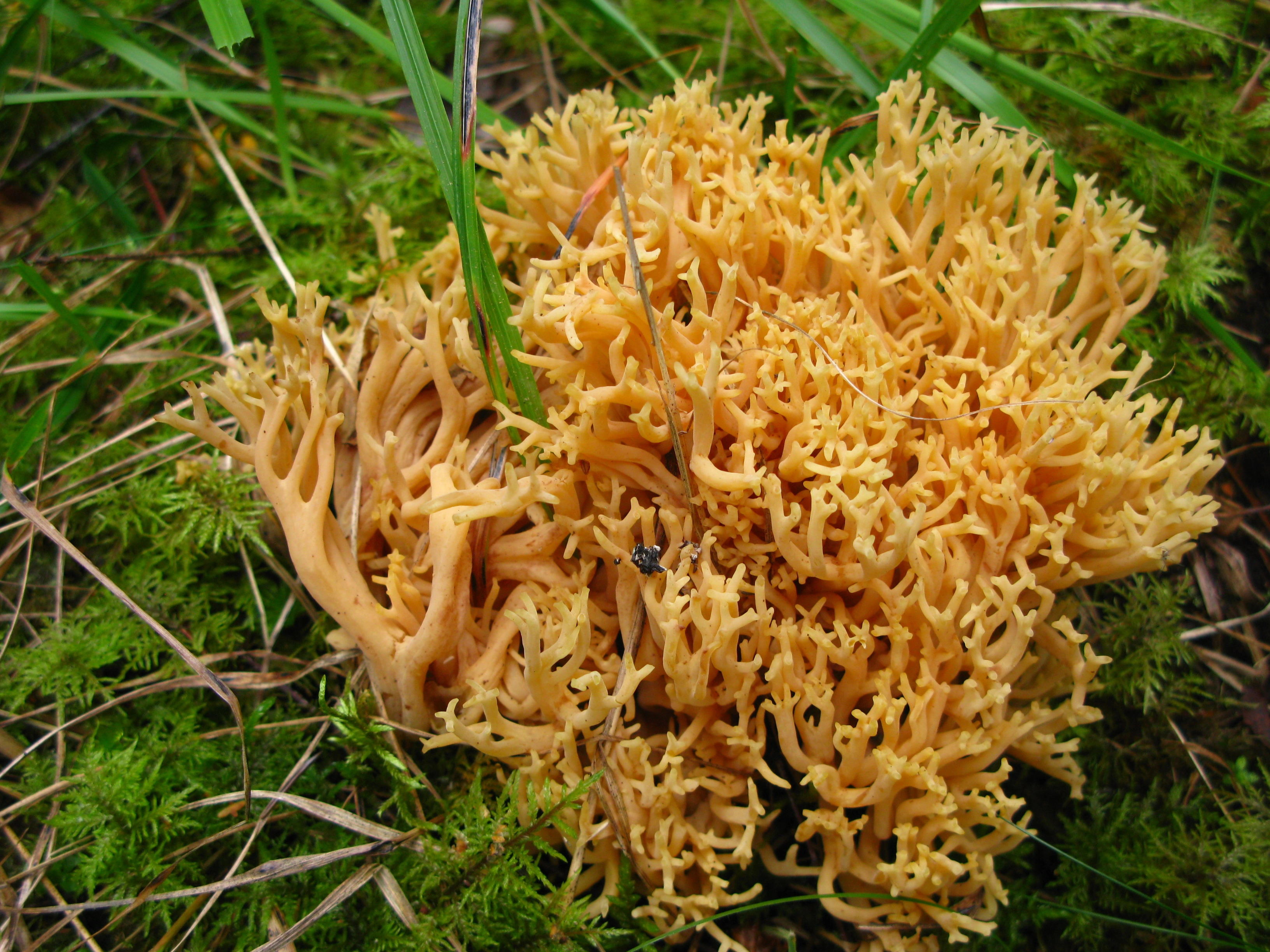 : Ramaria tridentina.