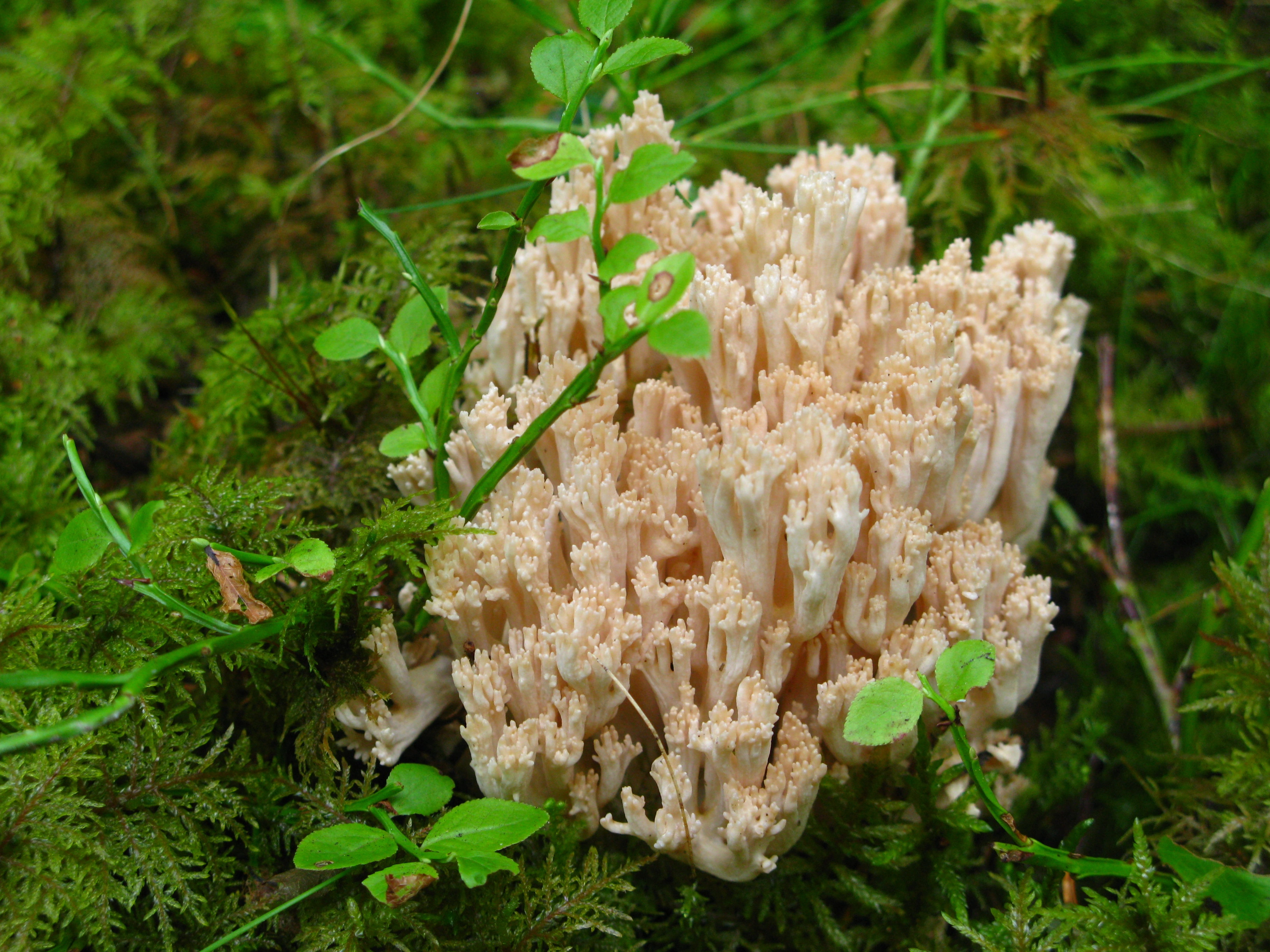 : Ramaria pallida.