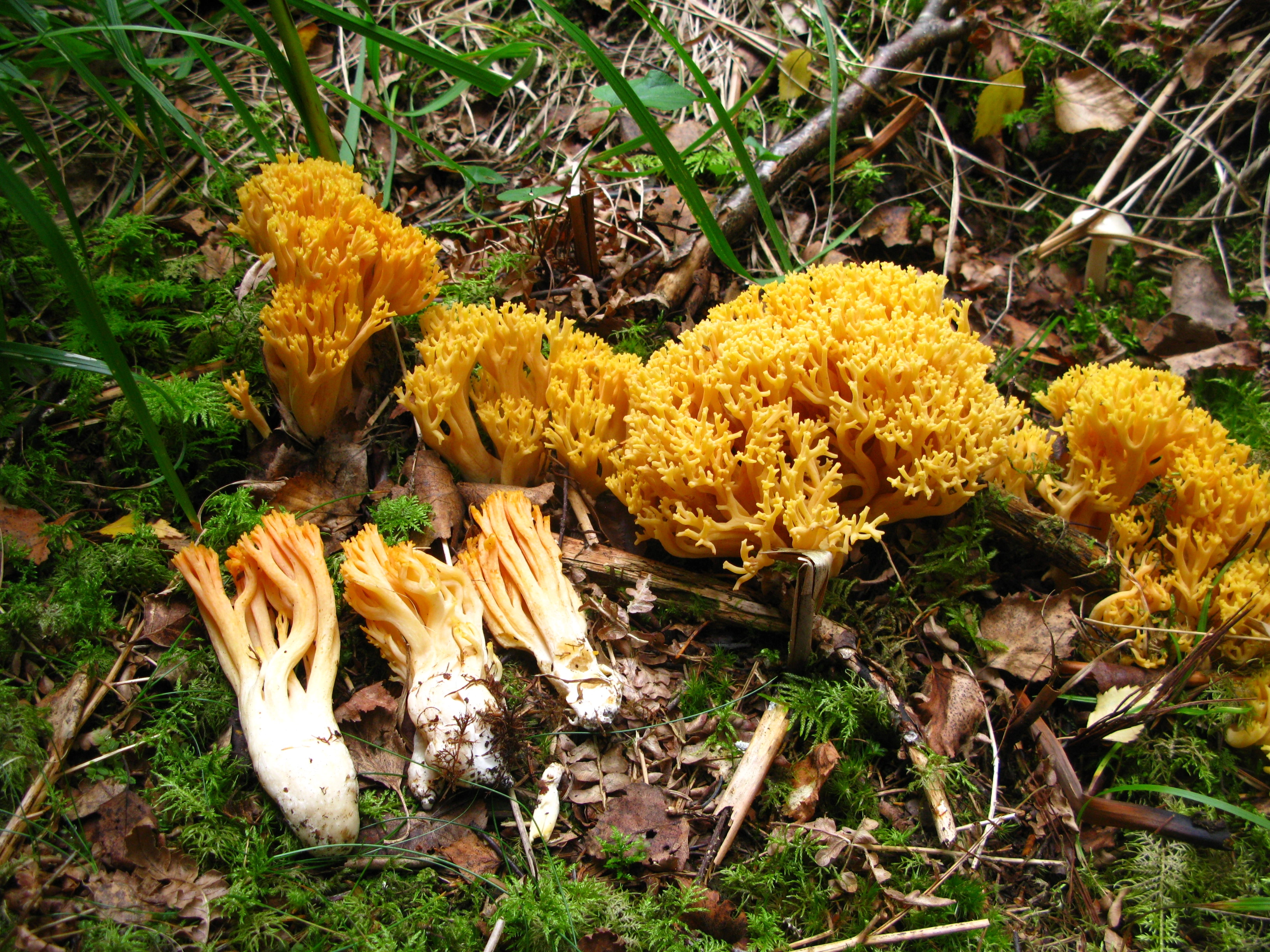 : Ramaria tridentina.