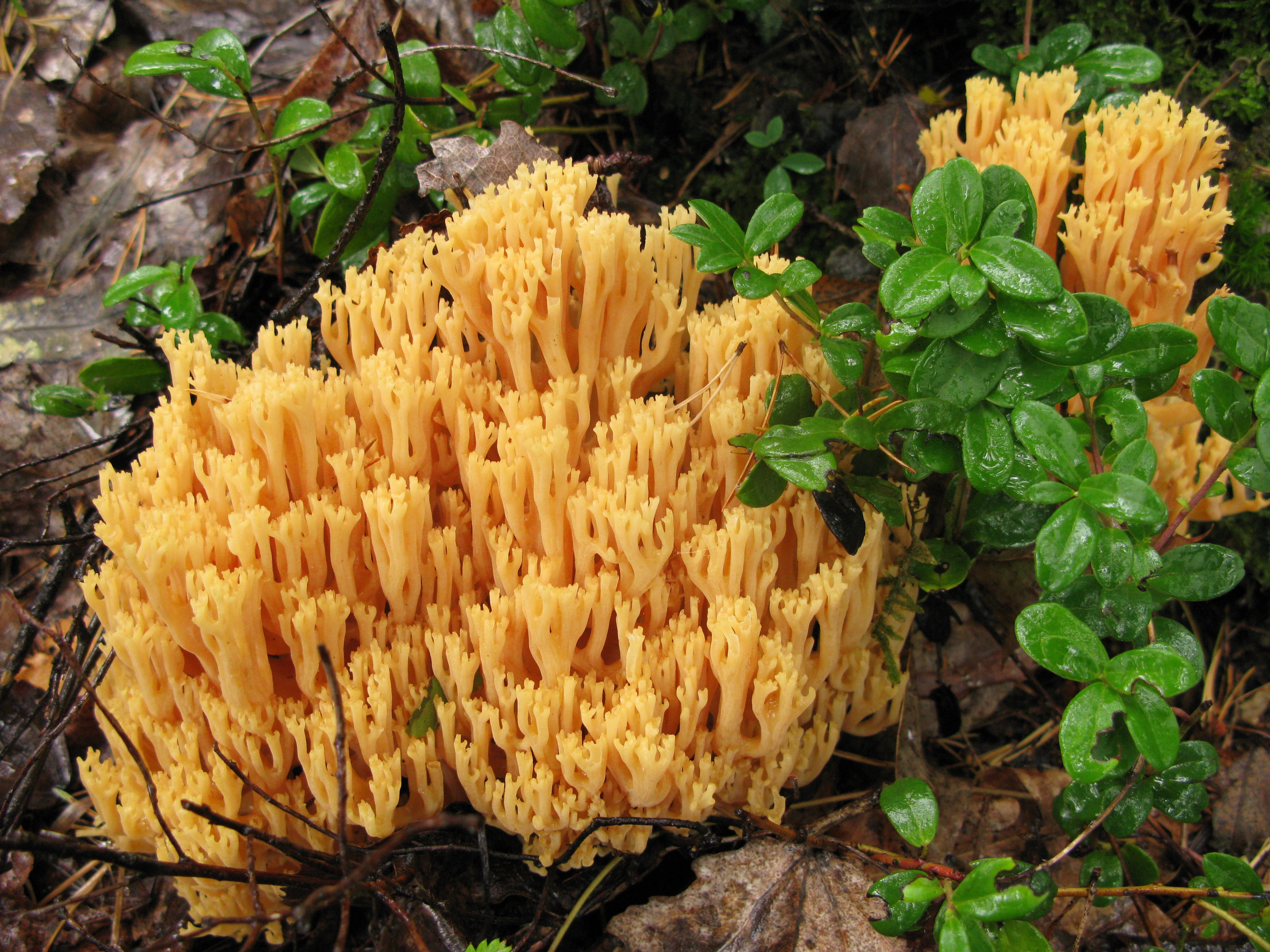 : Ramaria flavescens.