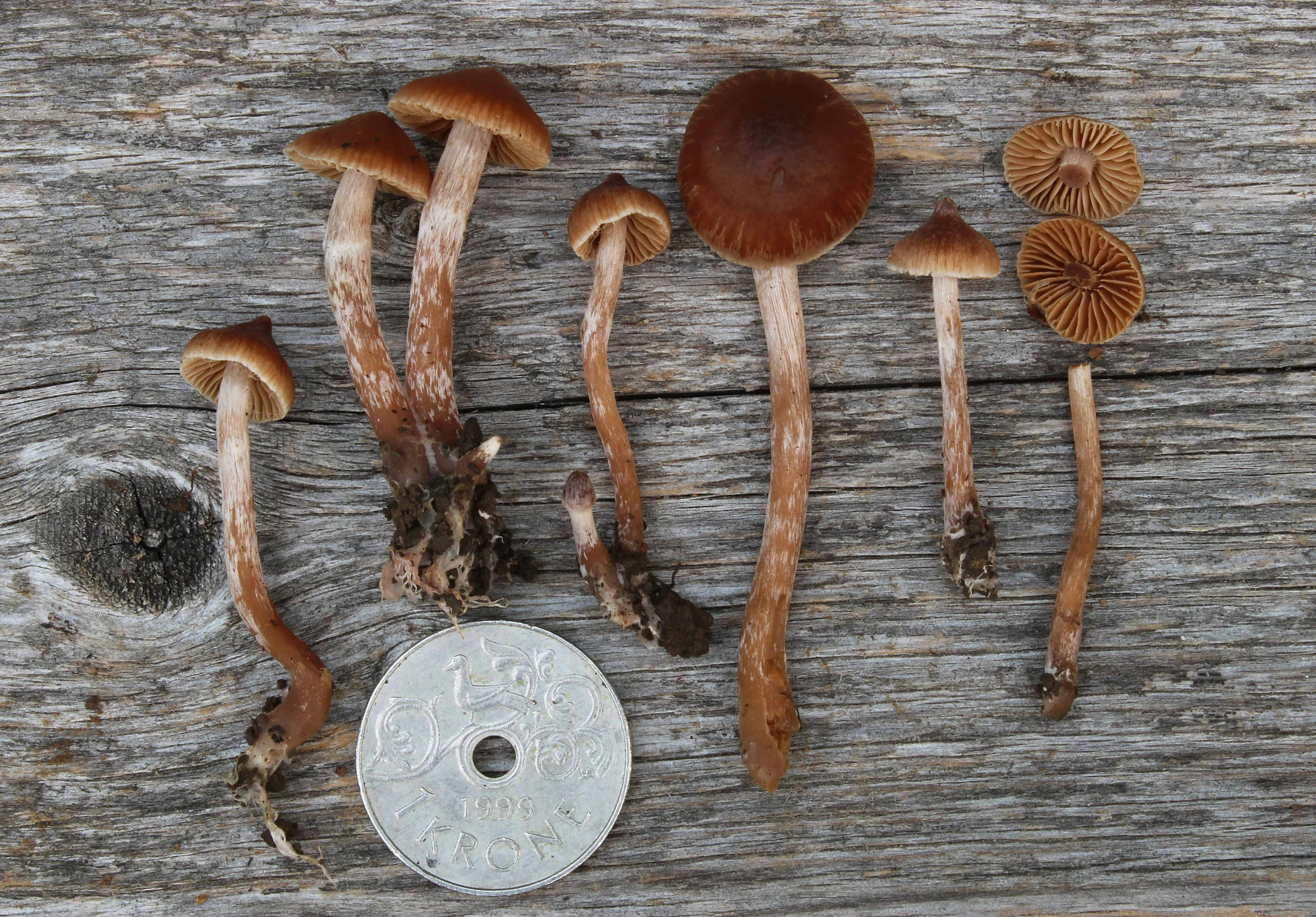 : Cortinarius puellaris.