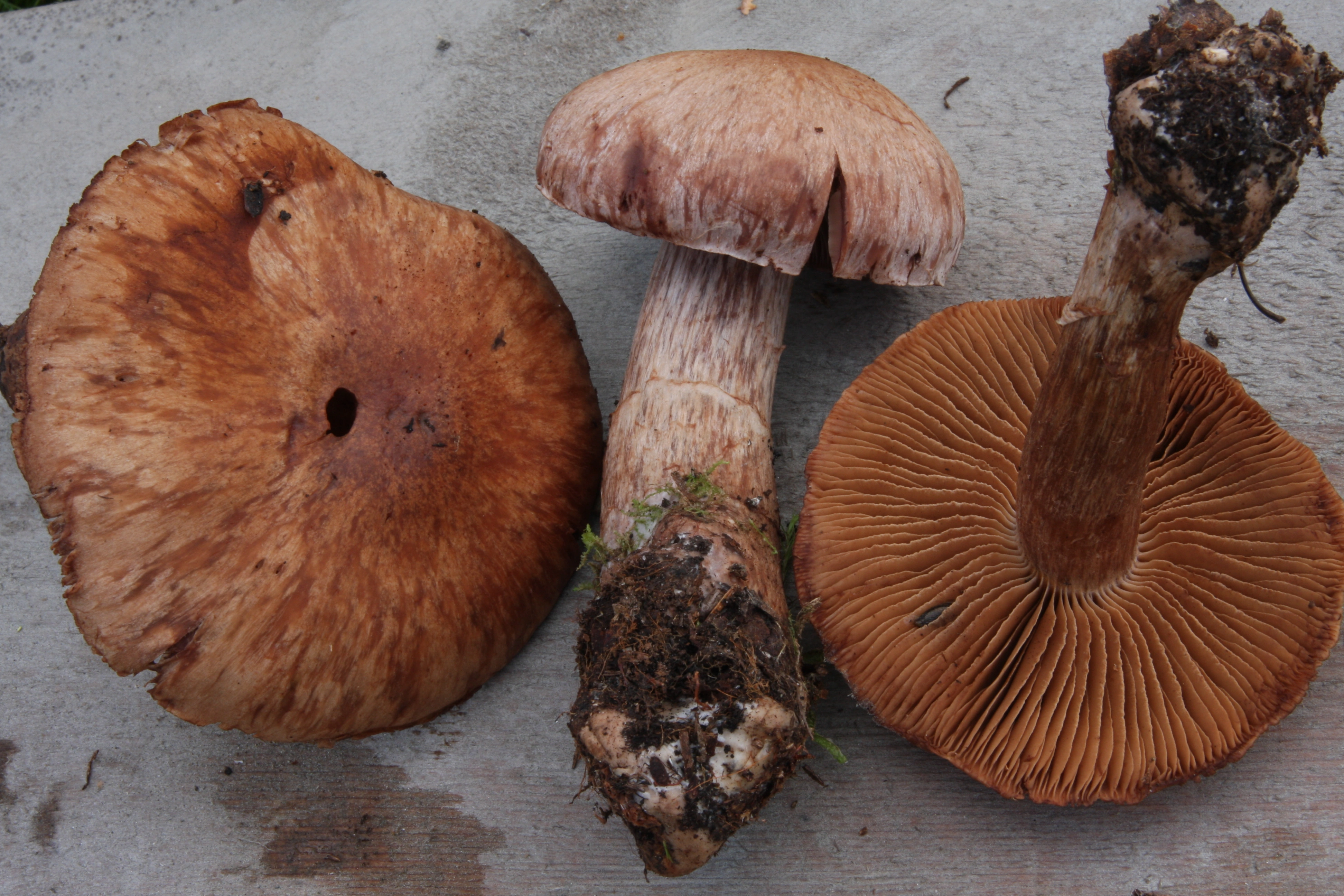 : Cortinarius adustorimosus.