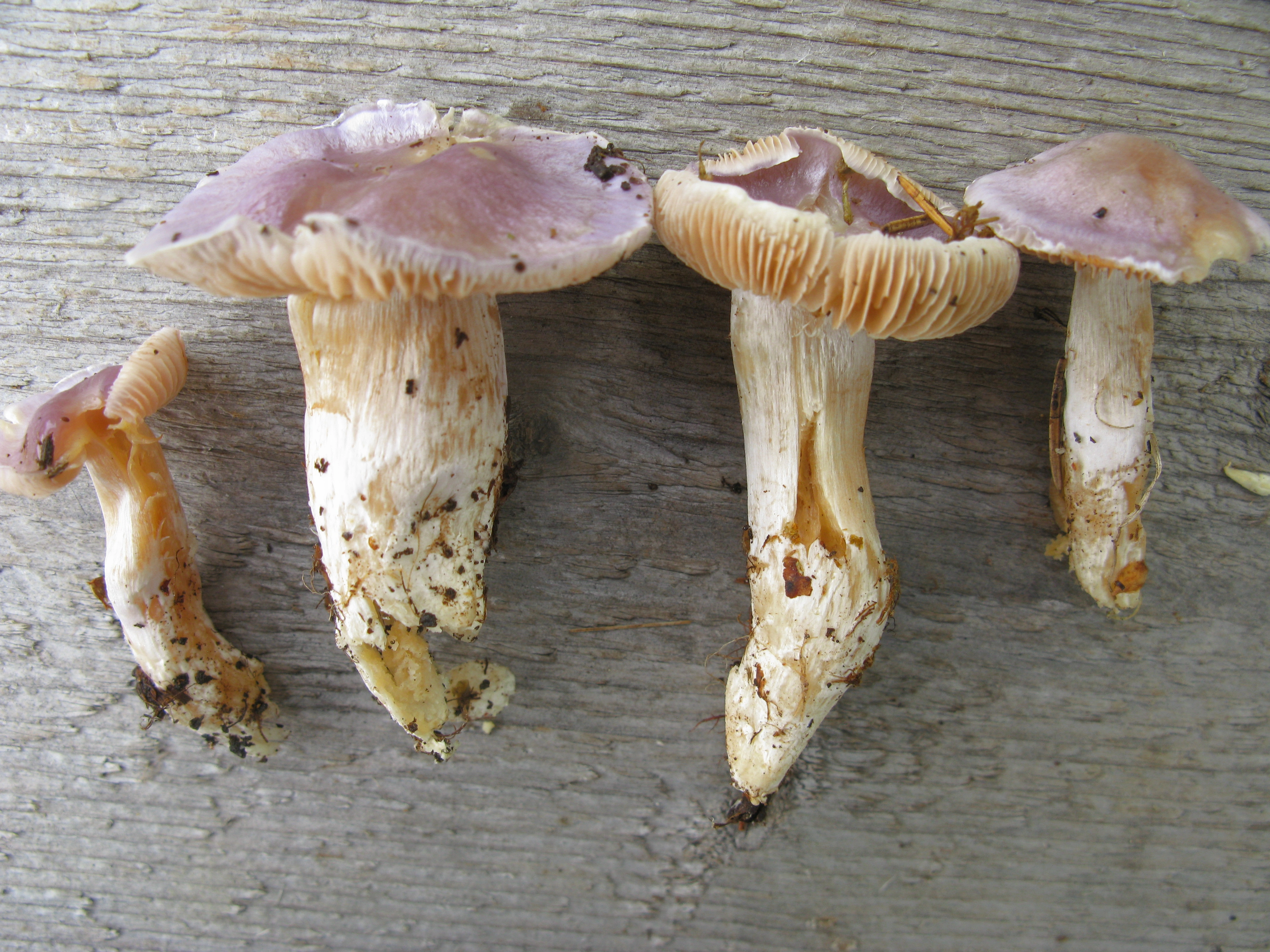 : Cortinarius croceocaeruleus.