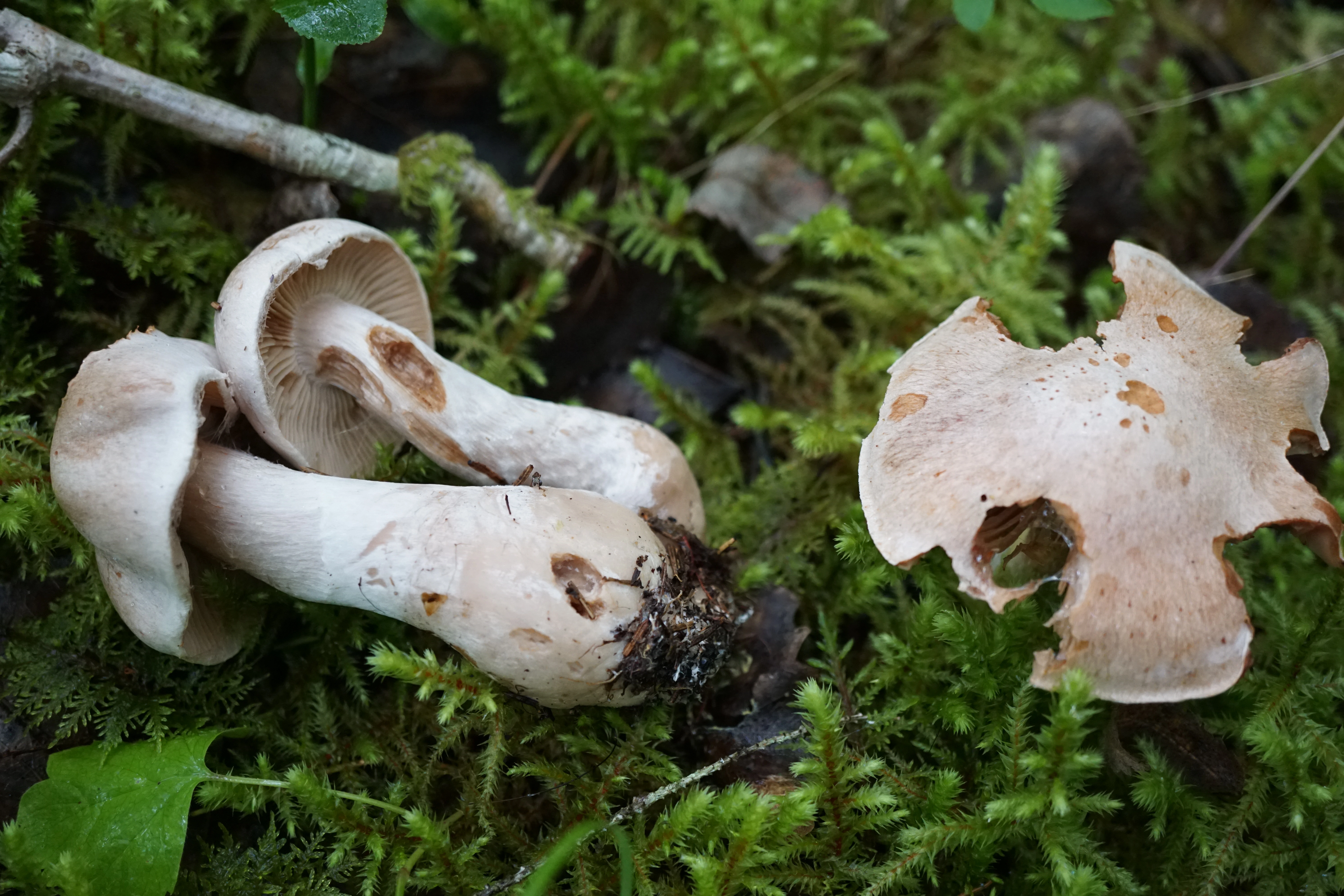 : Cortinarius diosmus.