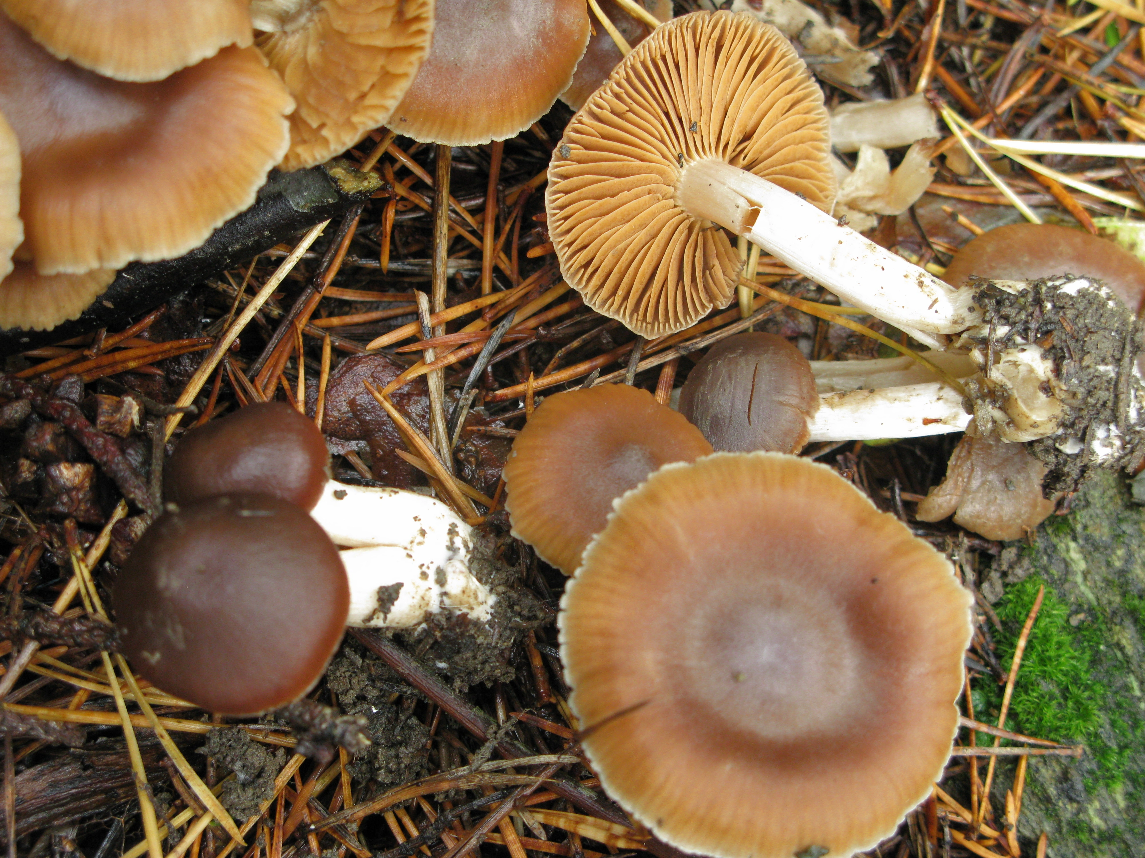 : Cortinarius fragrantior.