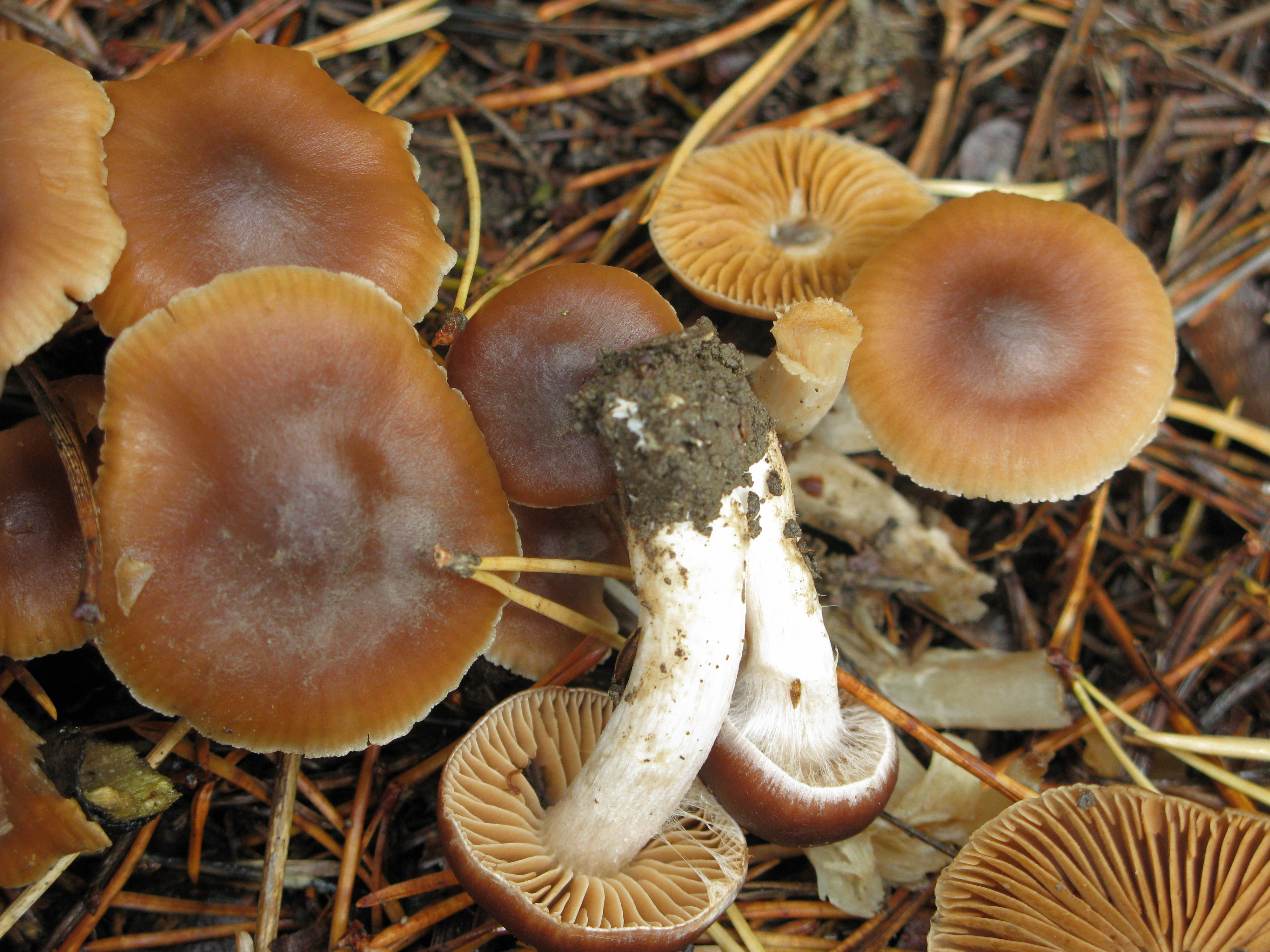 : Cortinarius fragrantior.