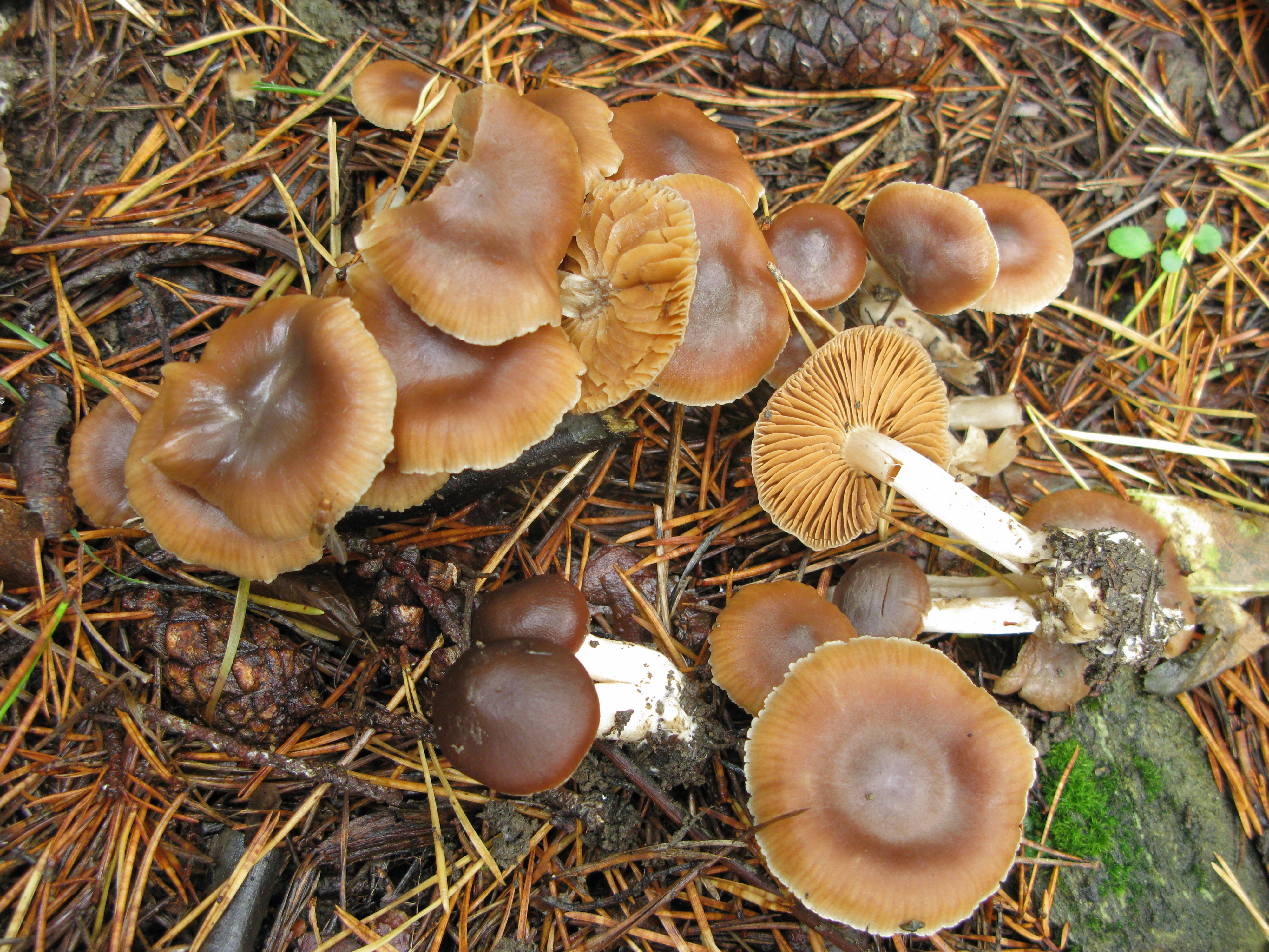 : Cortinarius fragrantior.