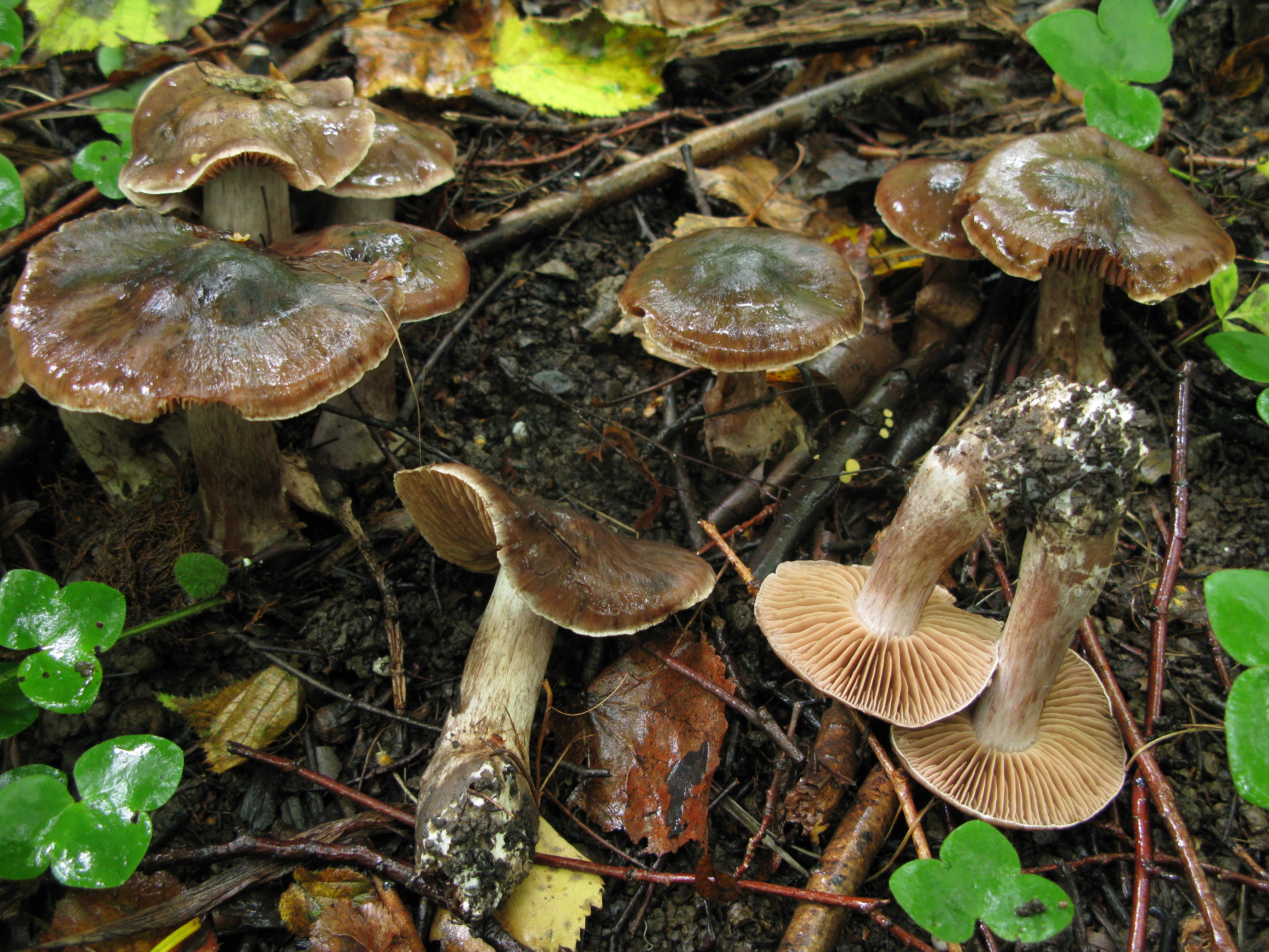 : Cortinarius nefastus.