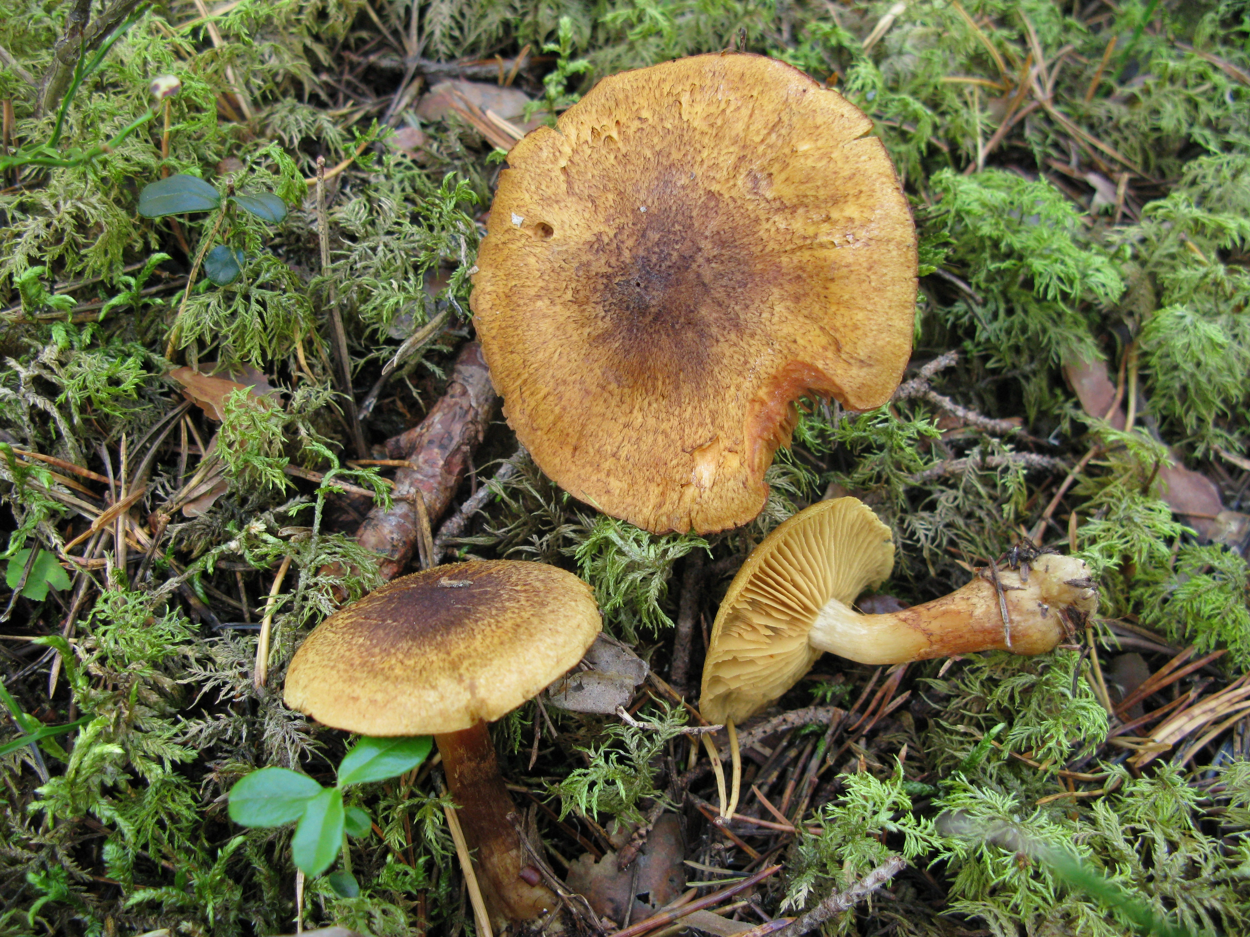 : Cortinarius phrygianus.