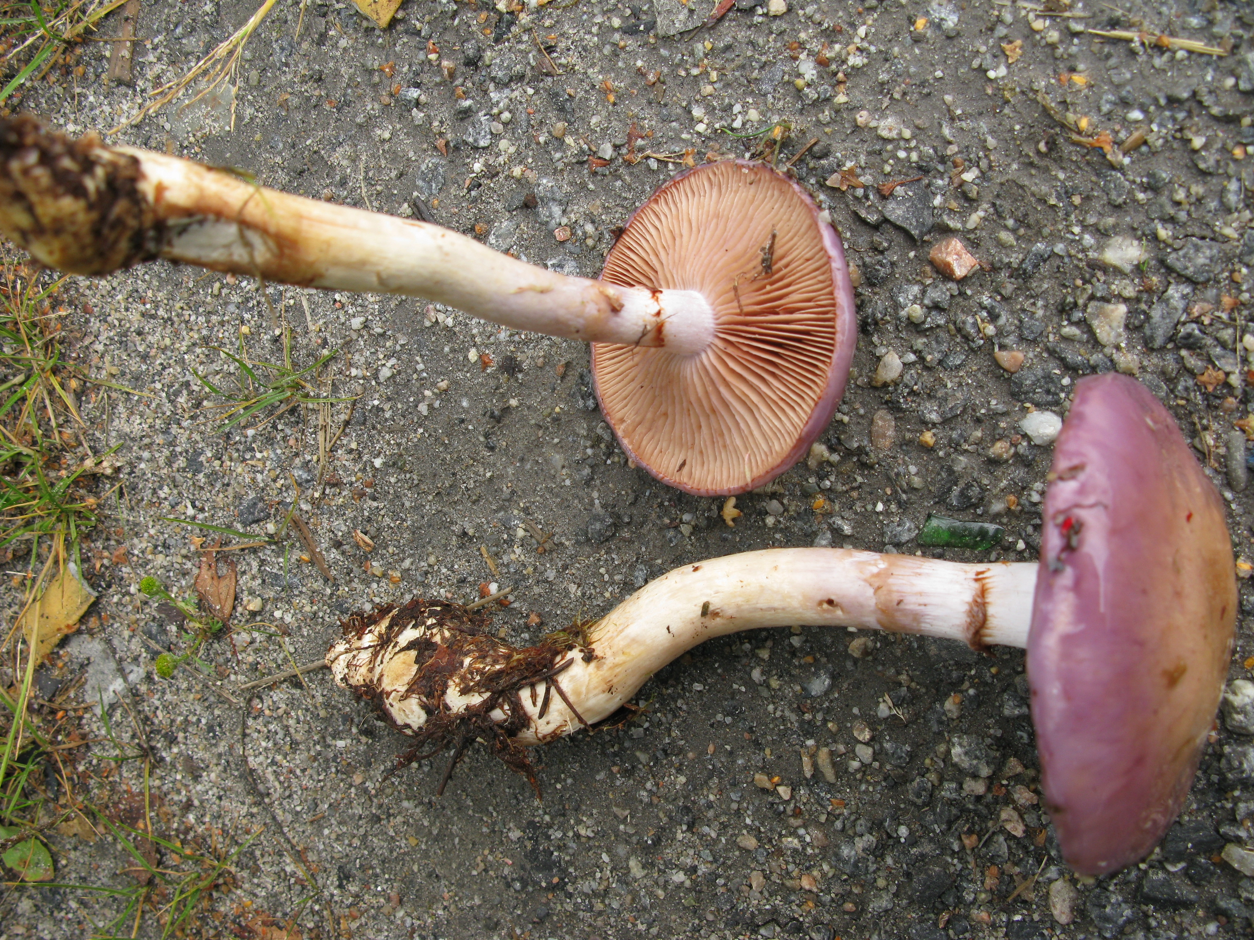 : Cortinarius transiens.