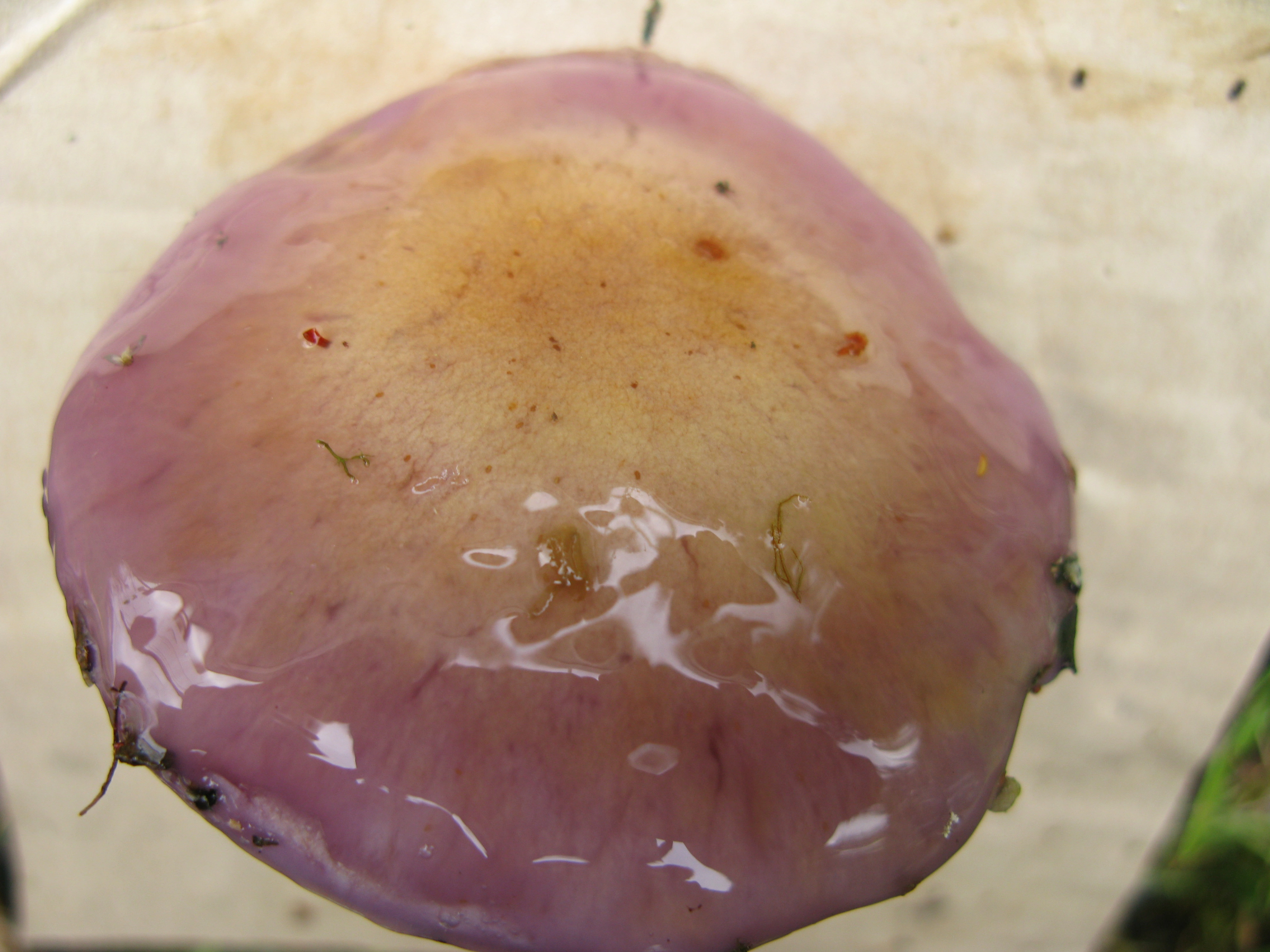 : Cortinarius transiens.