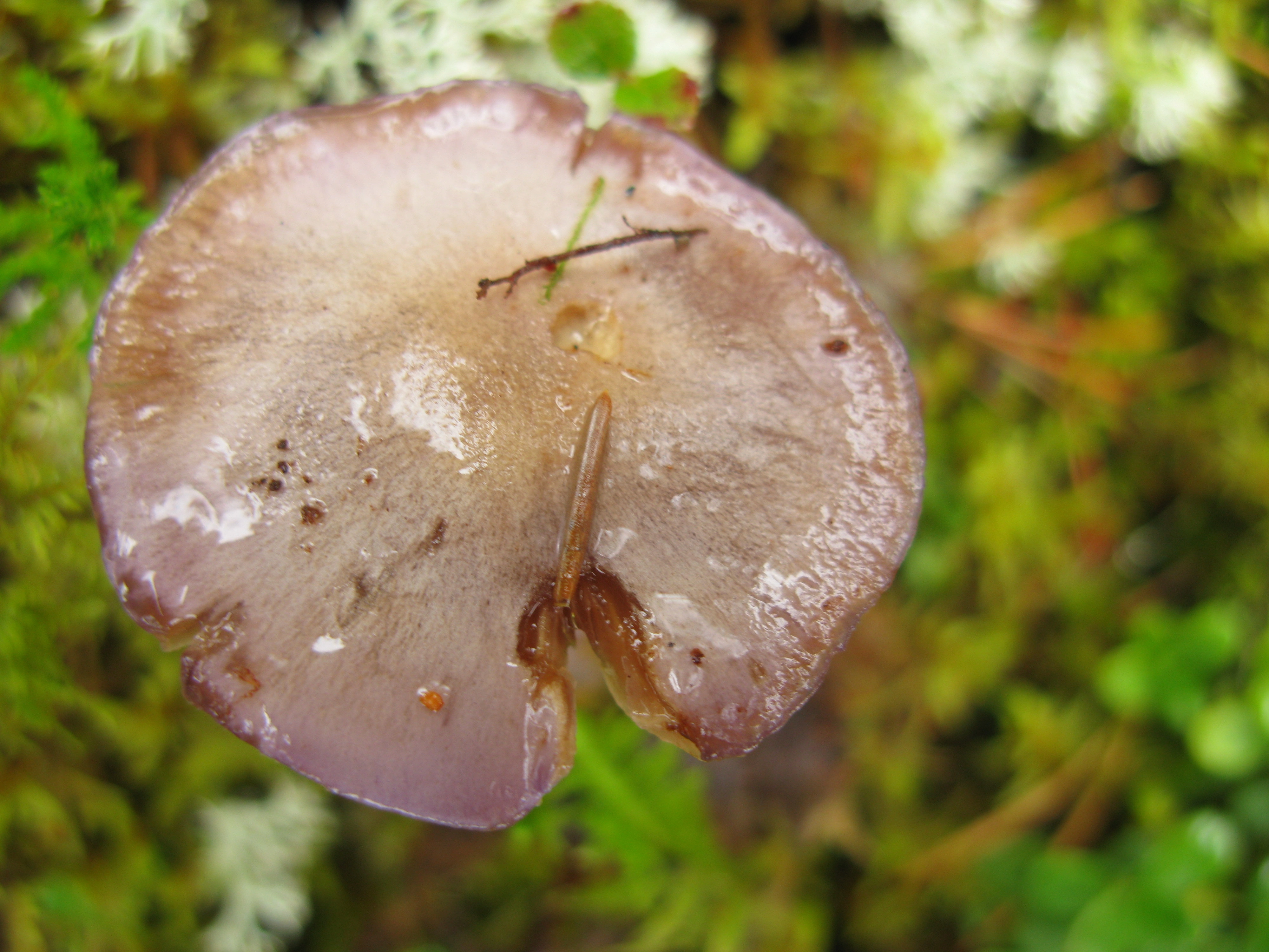 : Cortinarius transiens.