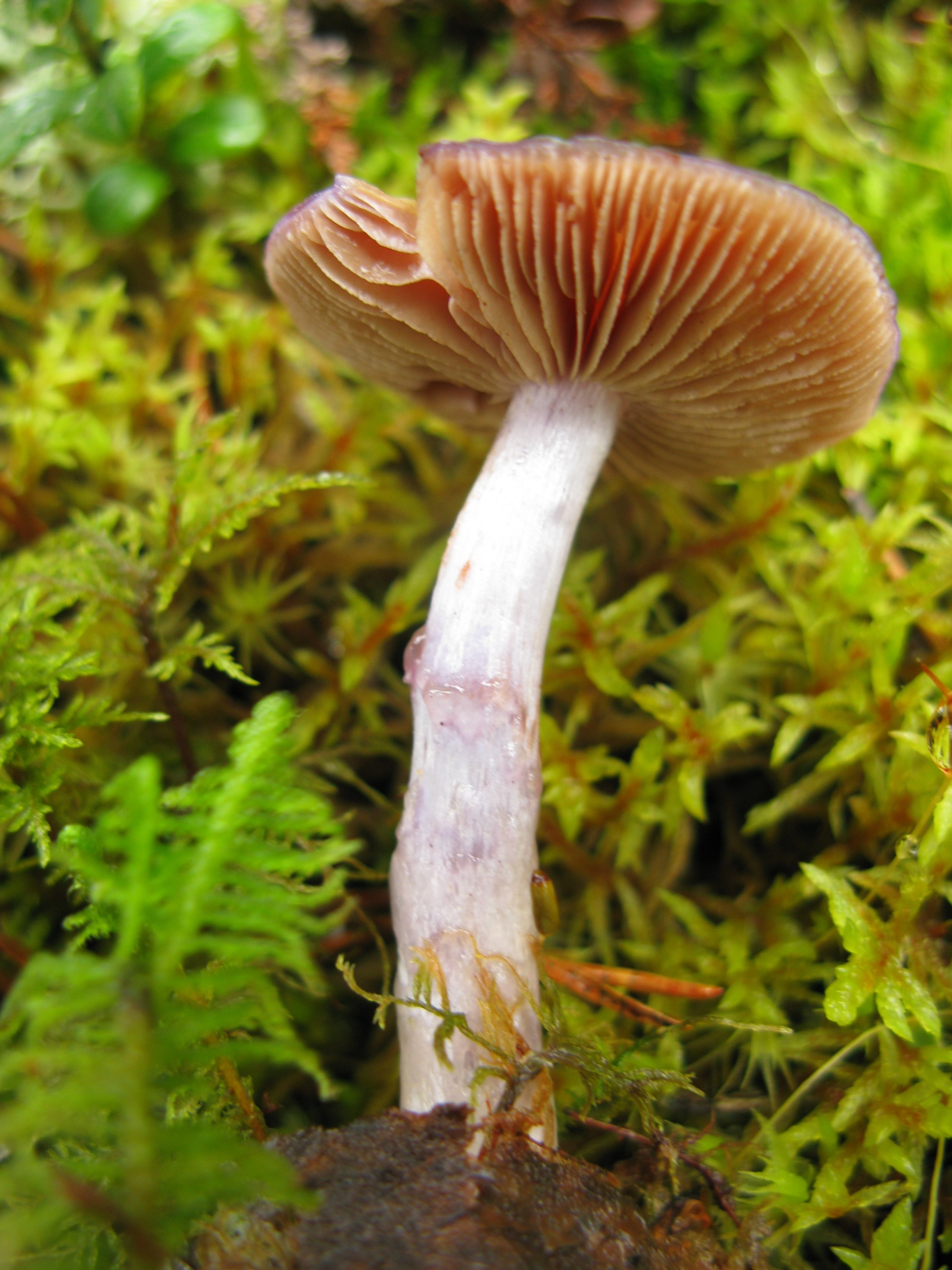 : Cortinarius transiens.