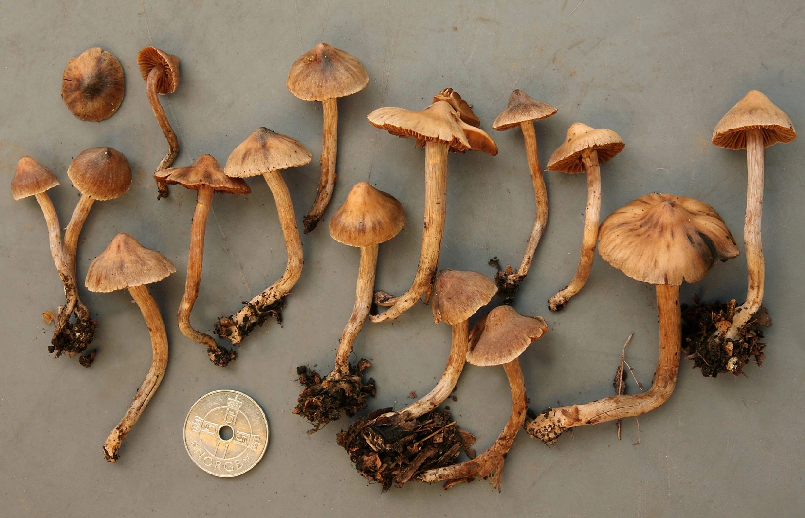 : Cortinarius subtilis.