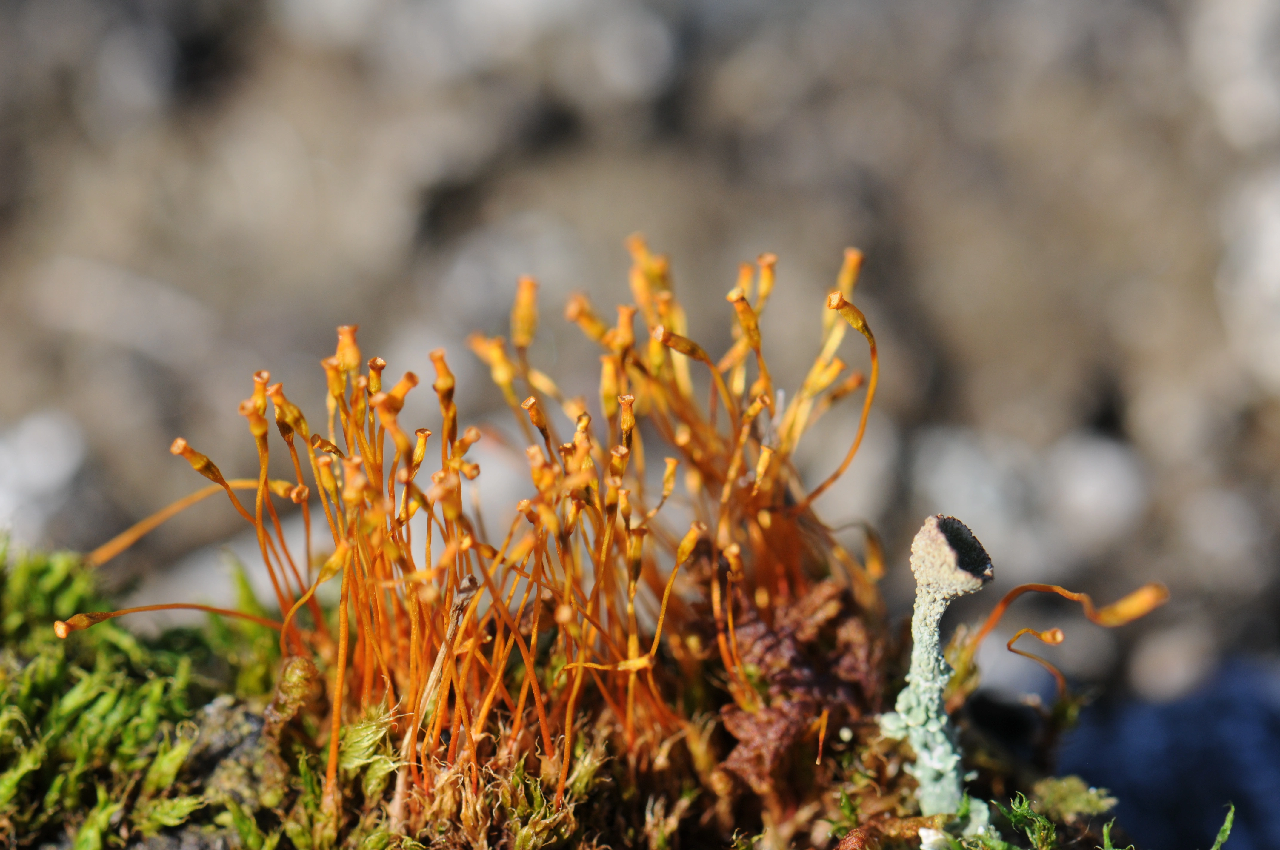 : Tetraplodon pallidus.