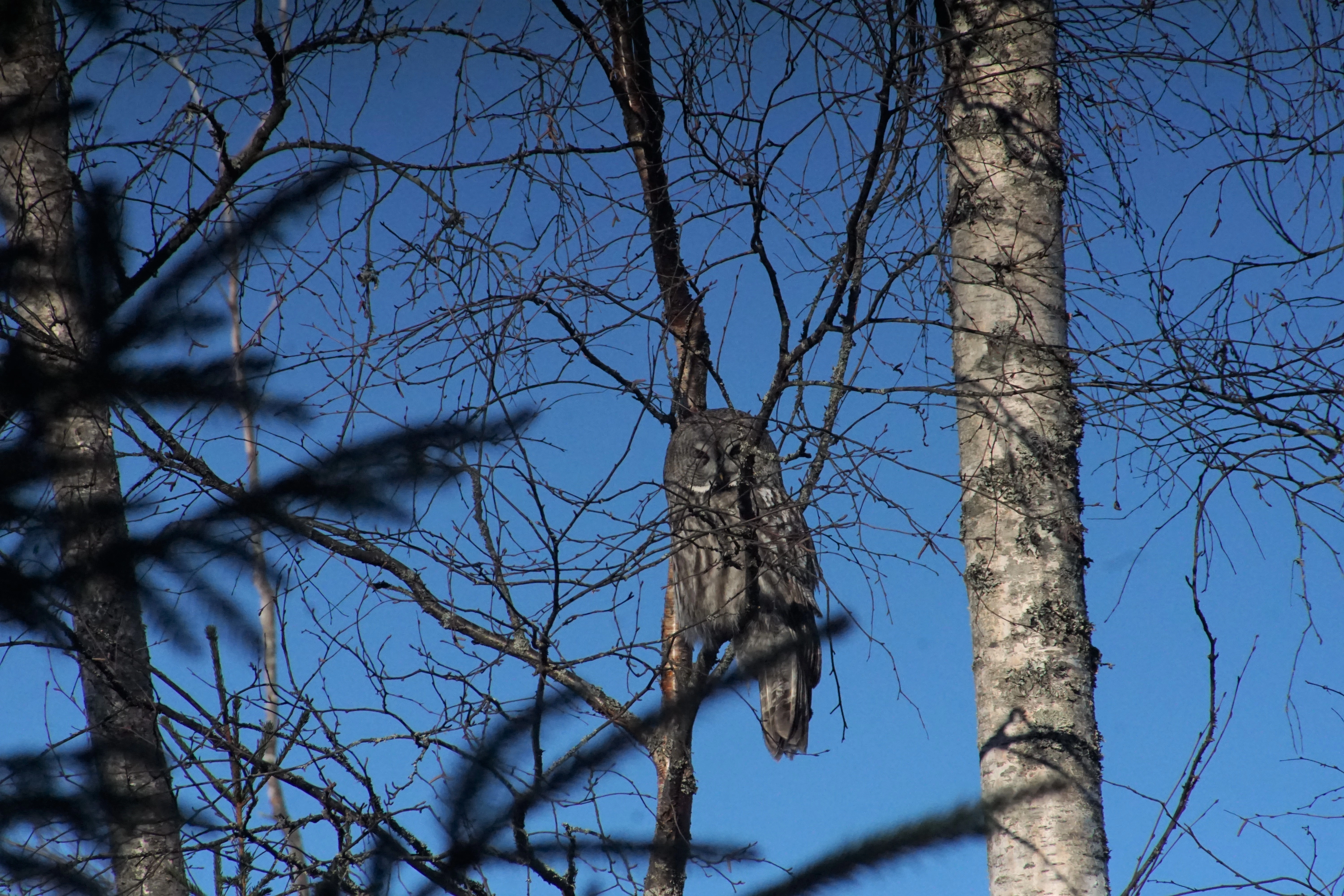 : Strix nebulosa.