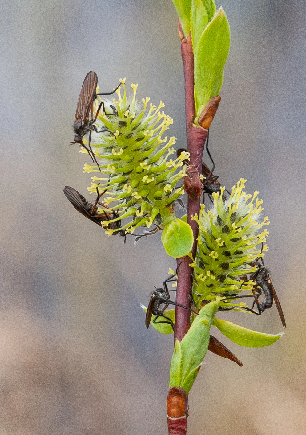 : Diptera. : Salix phylicifolia.